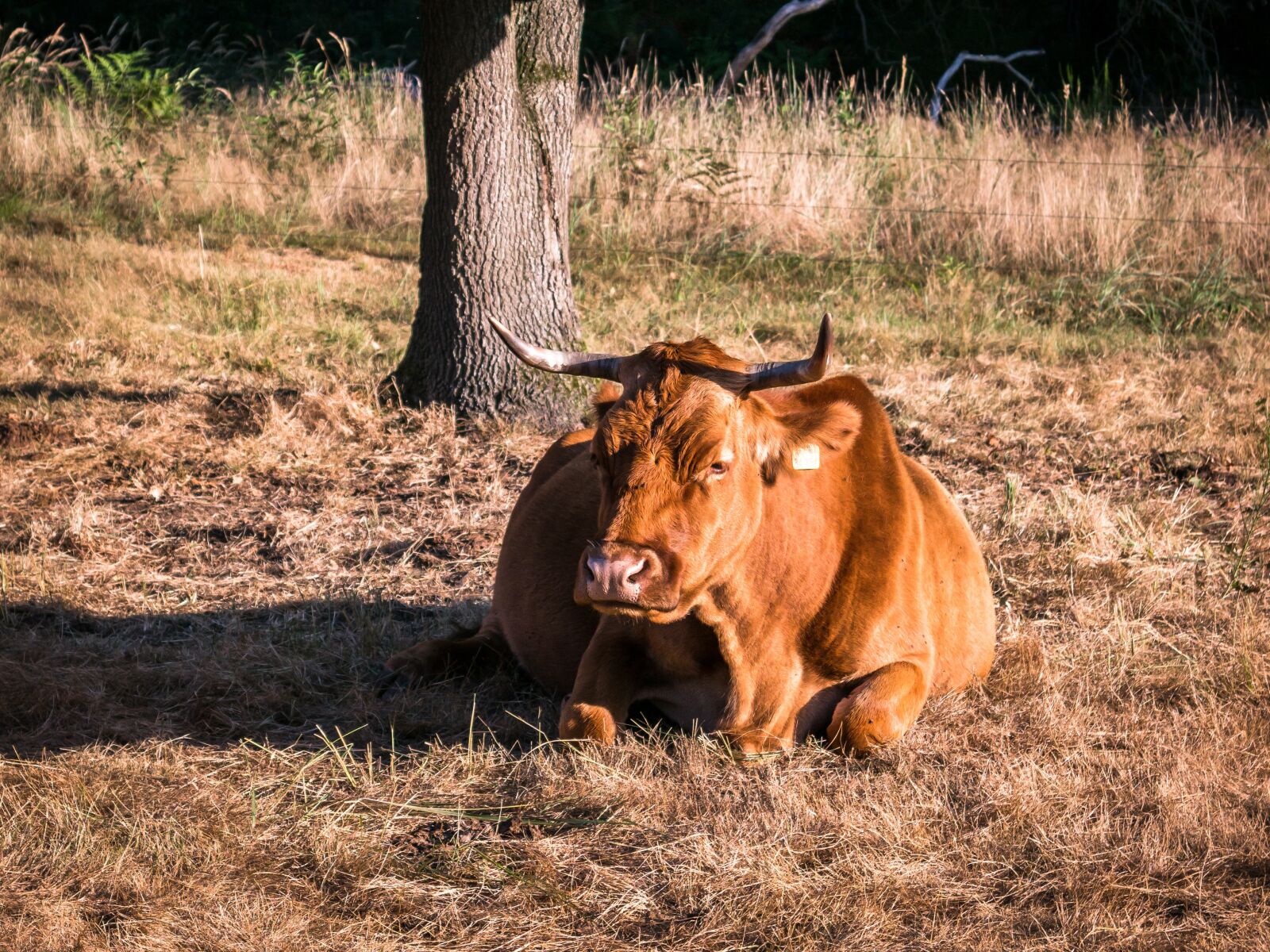 Samsung NX 20-50mm F3.5-5.6 ED sample photo. Cow, beef, concerns photography