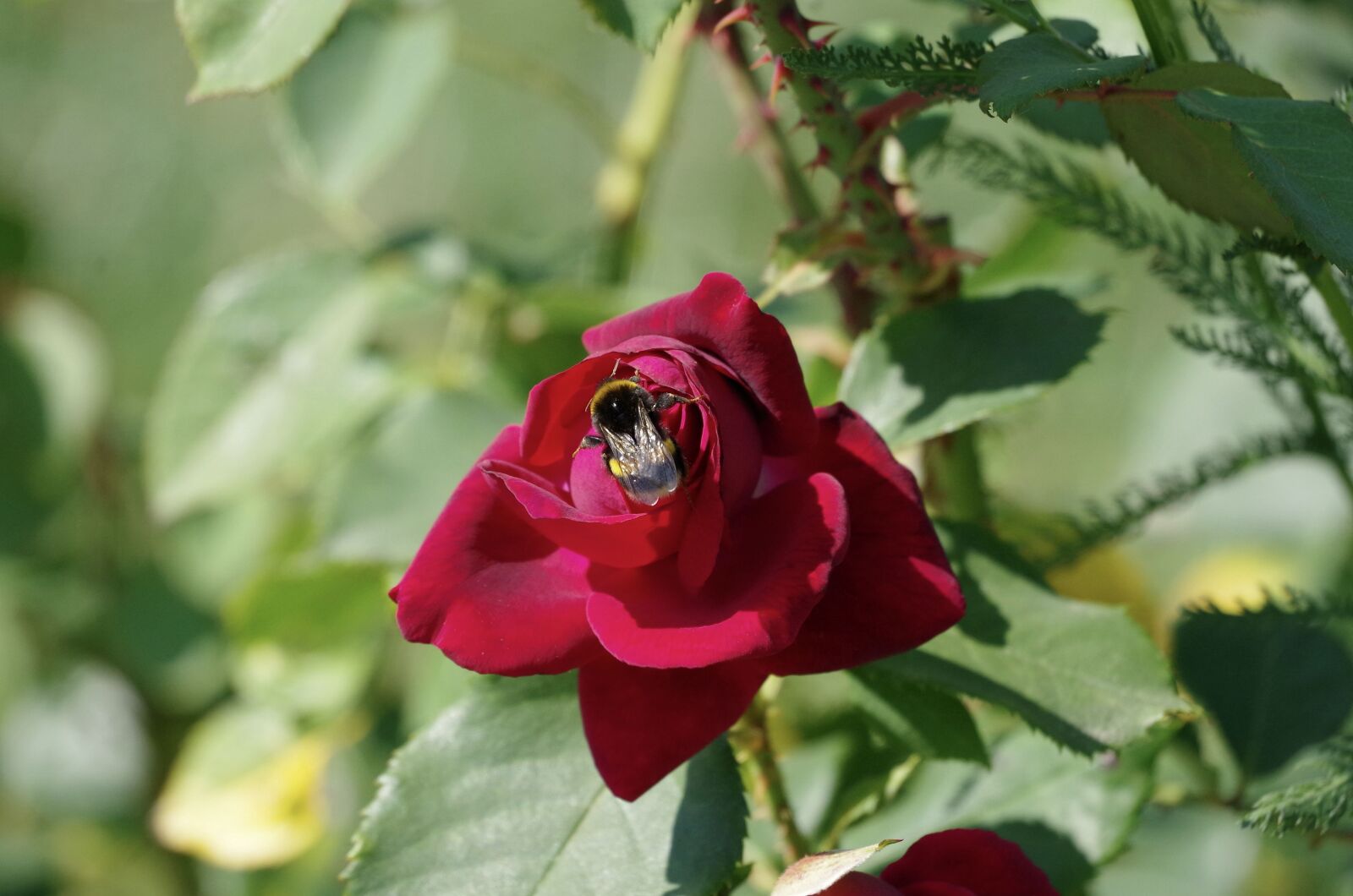 Pentax K-50 sample photo. Rose, hummel, garden photography
