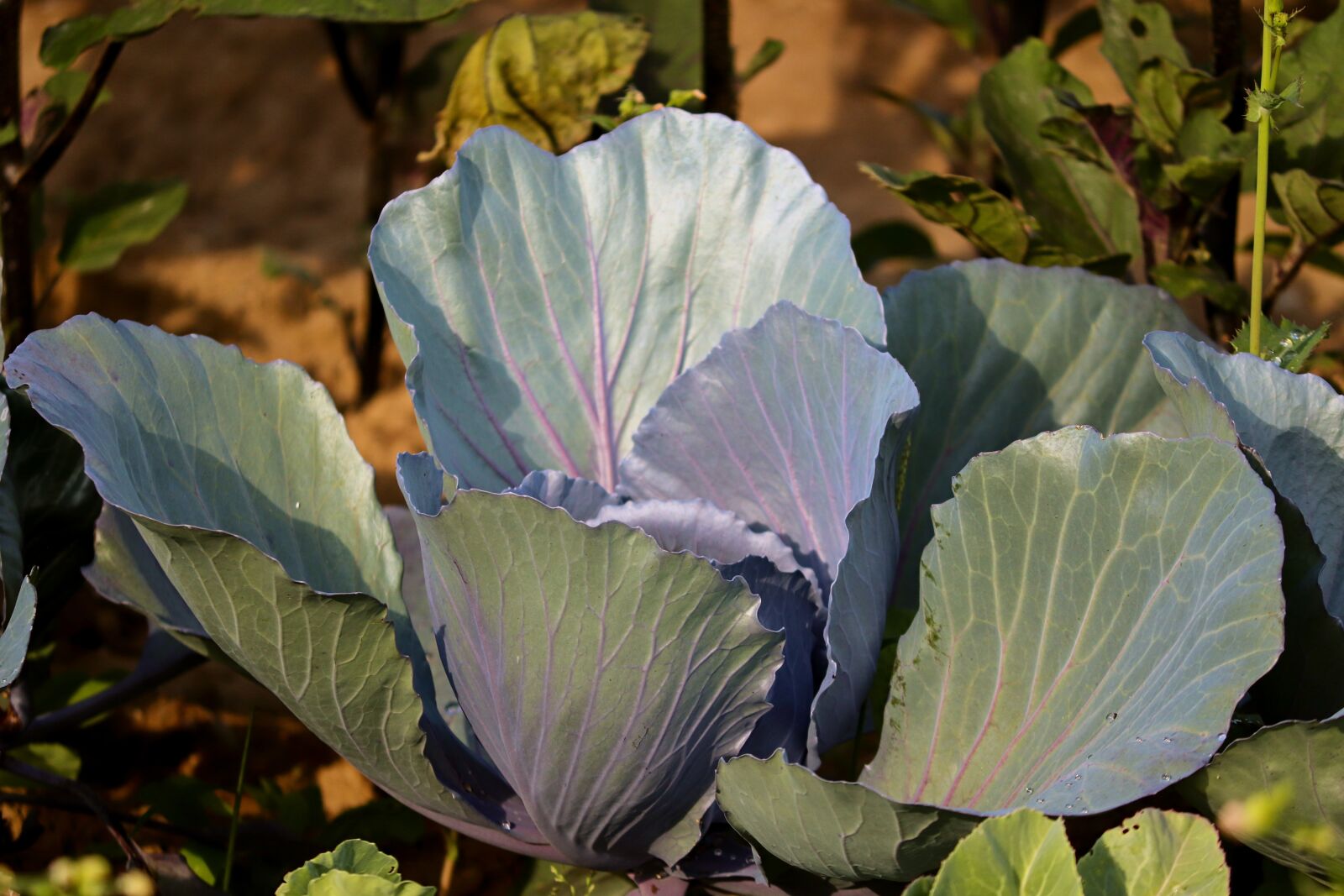Canon EOS 200D (EOS Rebel SL2 / EOS Kiss X9) sample photo. Cabbage, red cabbage, blue photography