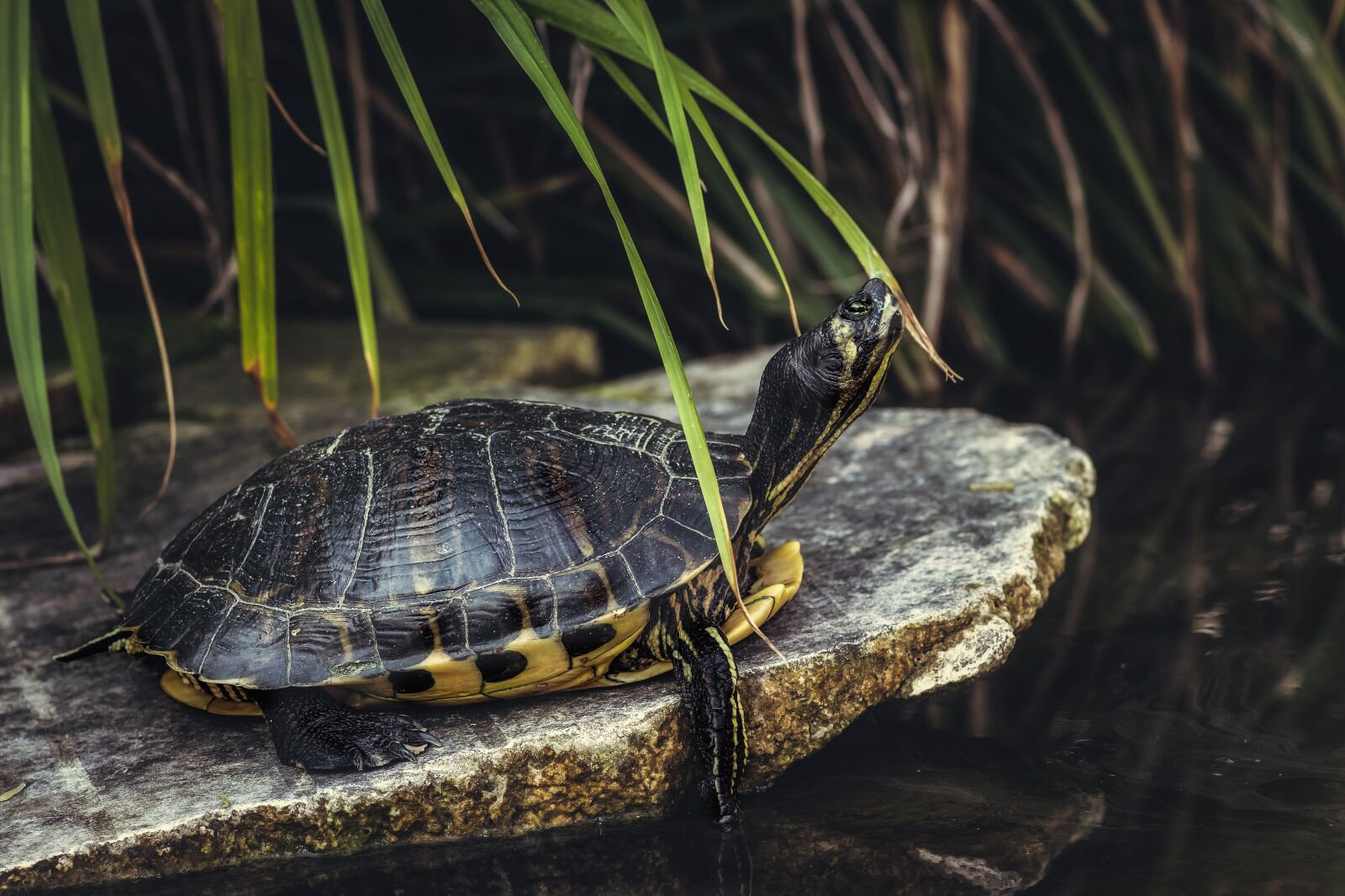 Canon EOS 1300D (EOS Rebel T6 / EOS Kiss X80) sample photo. Turtle, tortoise, reptile photography