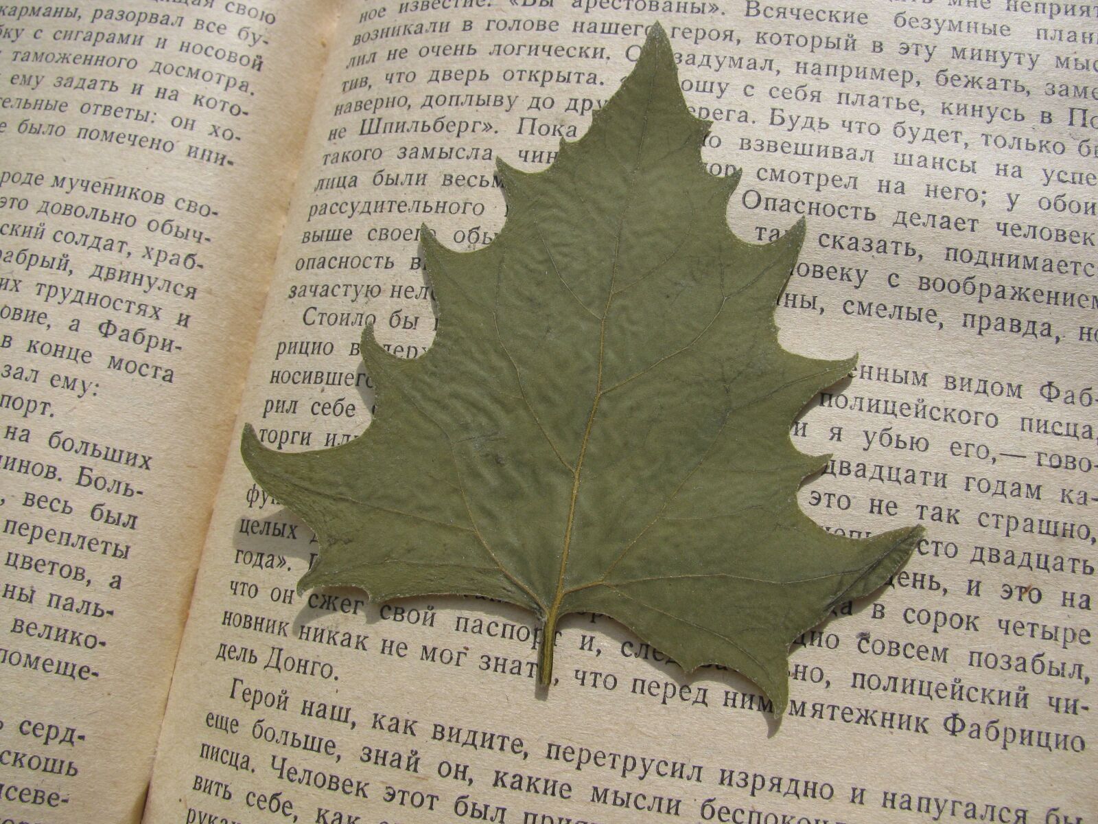 Canon PowerShot SX110 IS sample photo. Herbarium, sheet, leaves photography