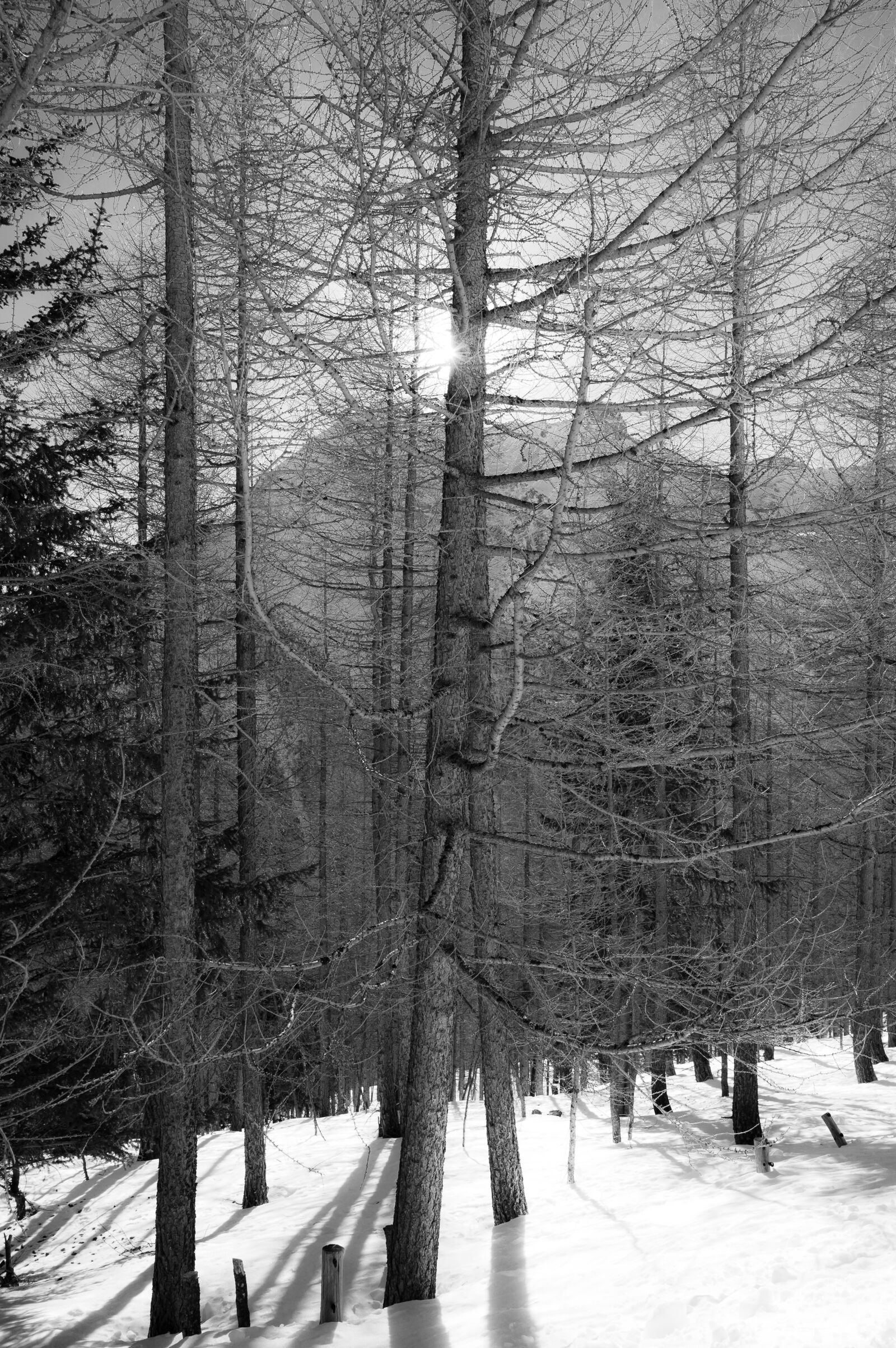 Nikon Z6 + Nikon Nikkor Z 24-70mm F4 S sample photo. Winter, forest, mountains photography
