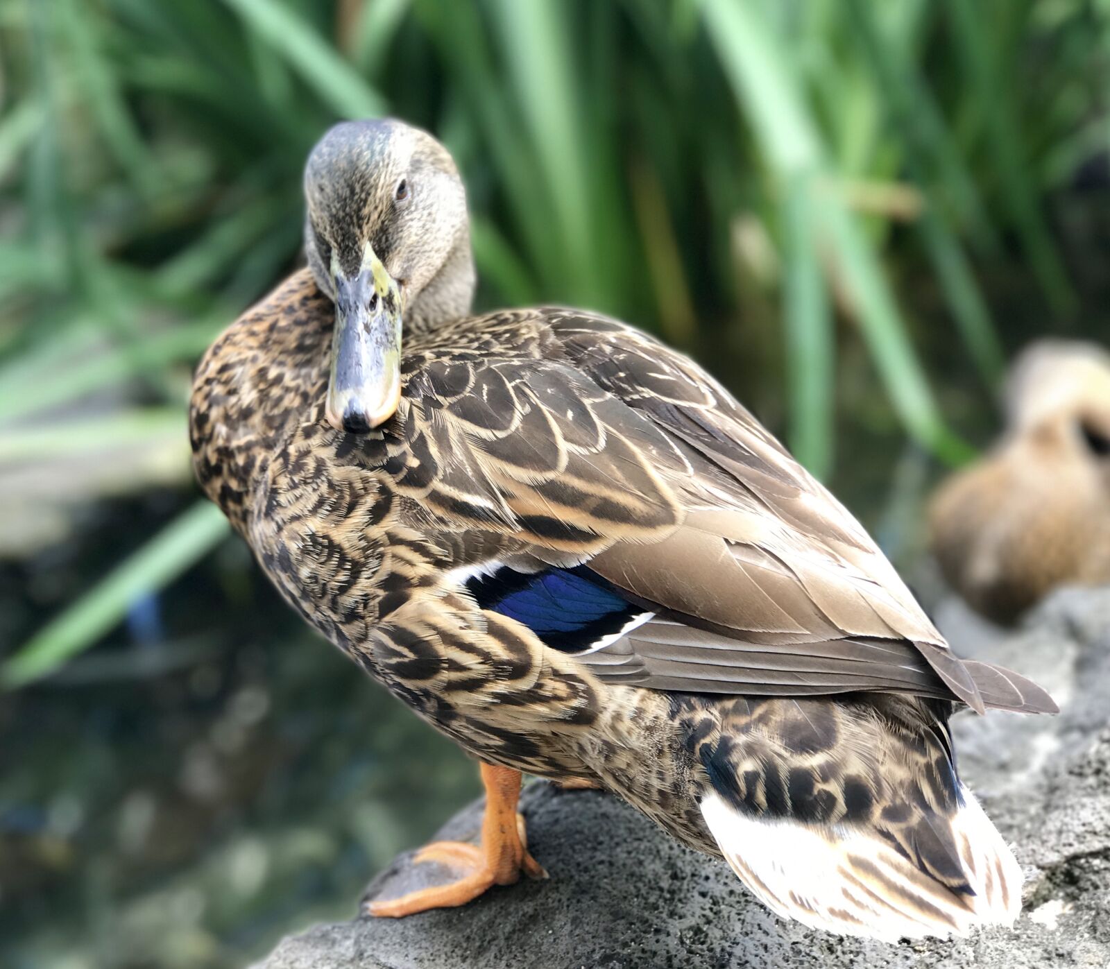 Apple iPhone 7 Plus sample photo