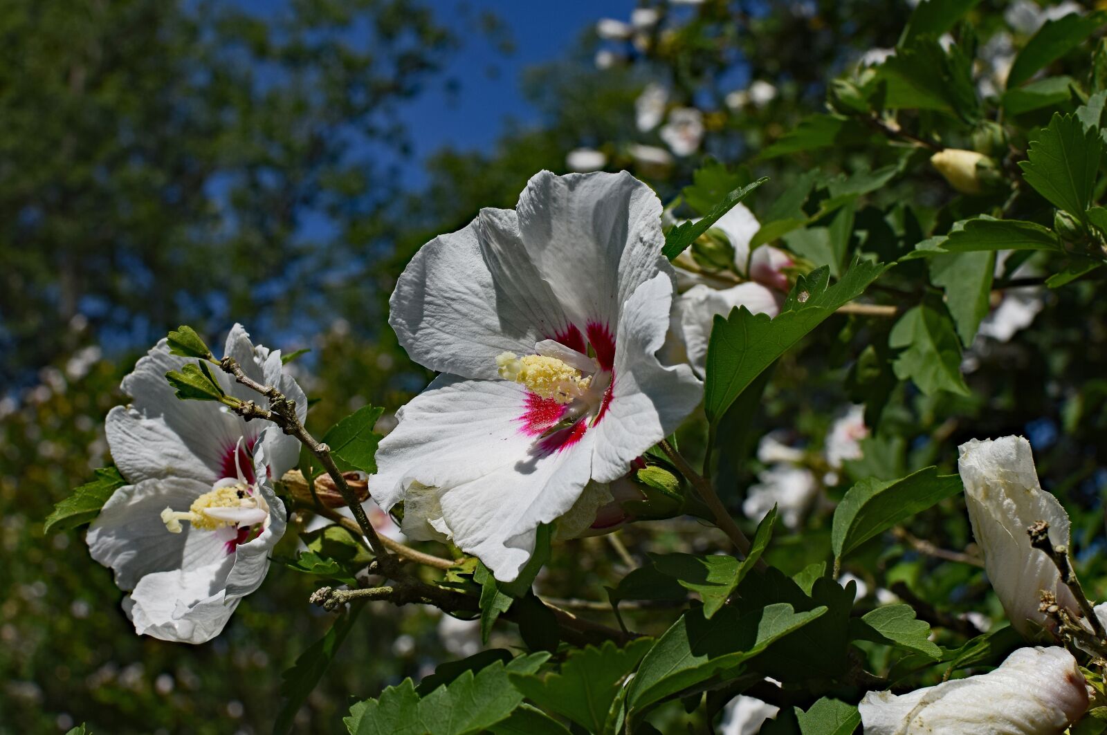 Nikon D3300 sample photo. Rose of sharon, flower photography