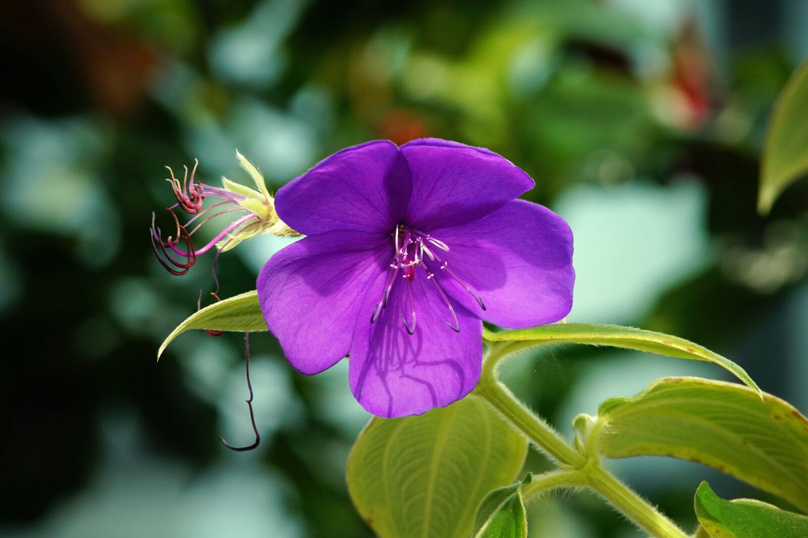 Canon EF 300mm F4L IS USM sample photo. Butterfiy, conicuri, flower photography