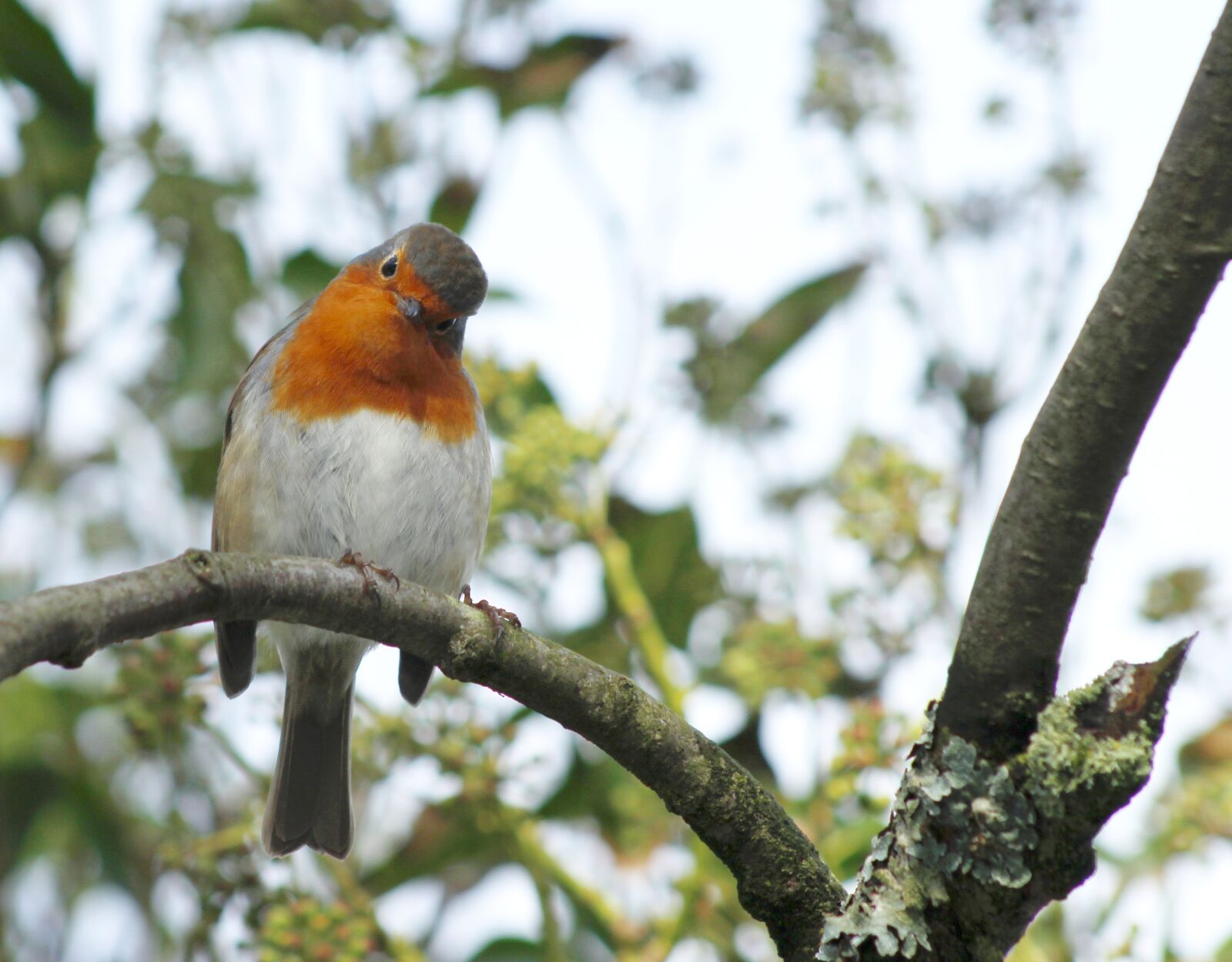 Canon EF75-300mm f/4-5.6 sample photo. Christmas, robin, bird photography