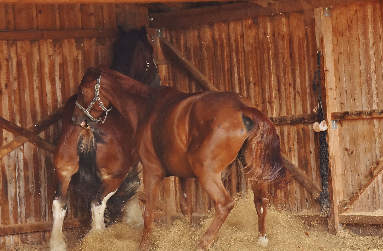 Nikon D7200 sample photo. Horses, argue, big horse photography