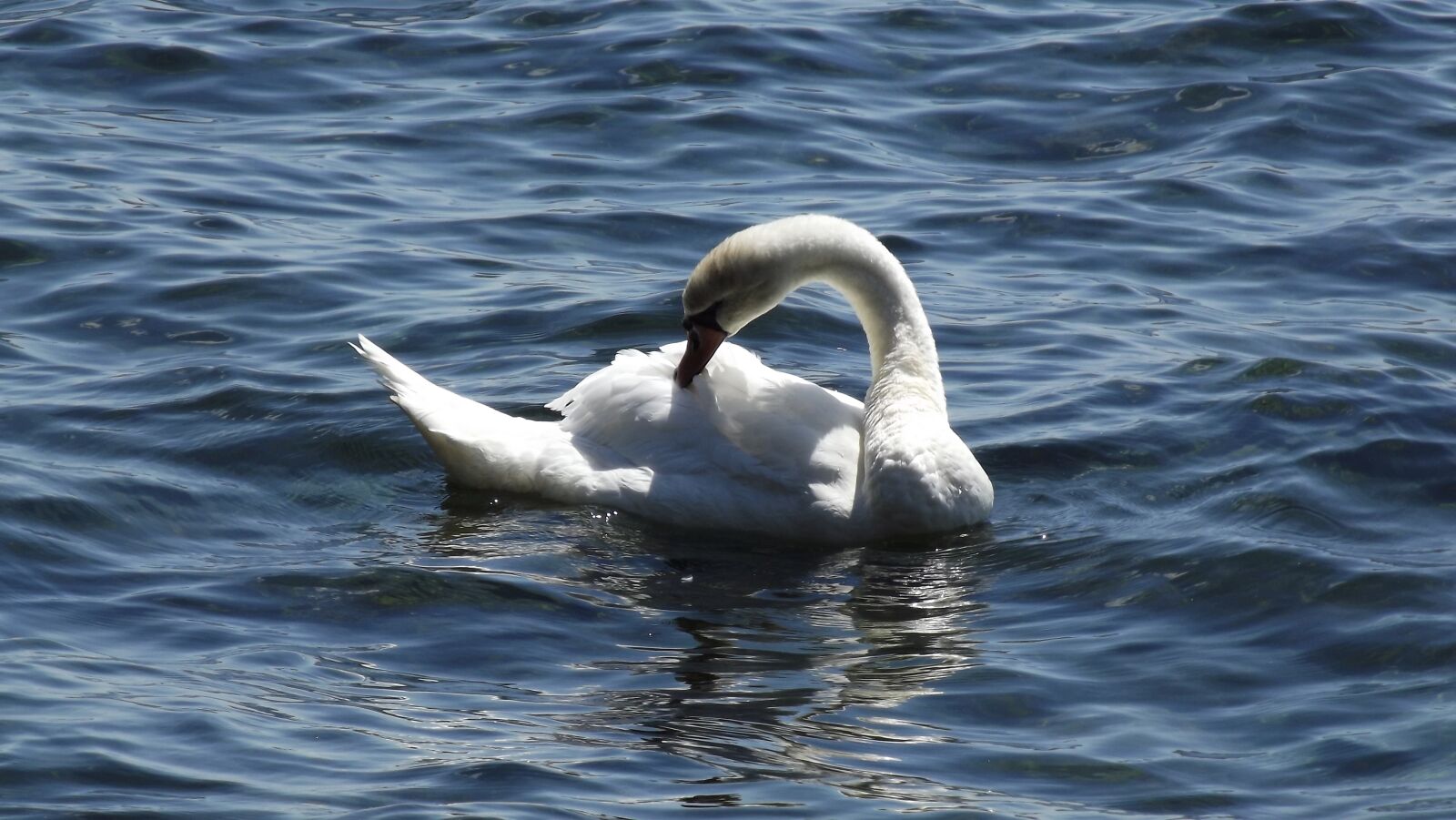 Fujifilm FinePix S3400 sample photo. Birds, white swan, lake photography