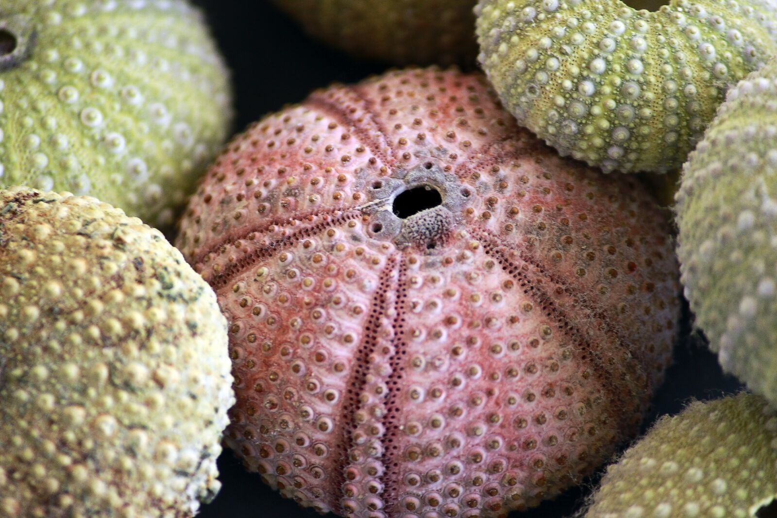 Canon EOS 600D (Rebel EOS T3i / EOS Kiss X5) sample photo. Sea ​​urchin, skeletons, texture photography