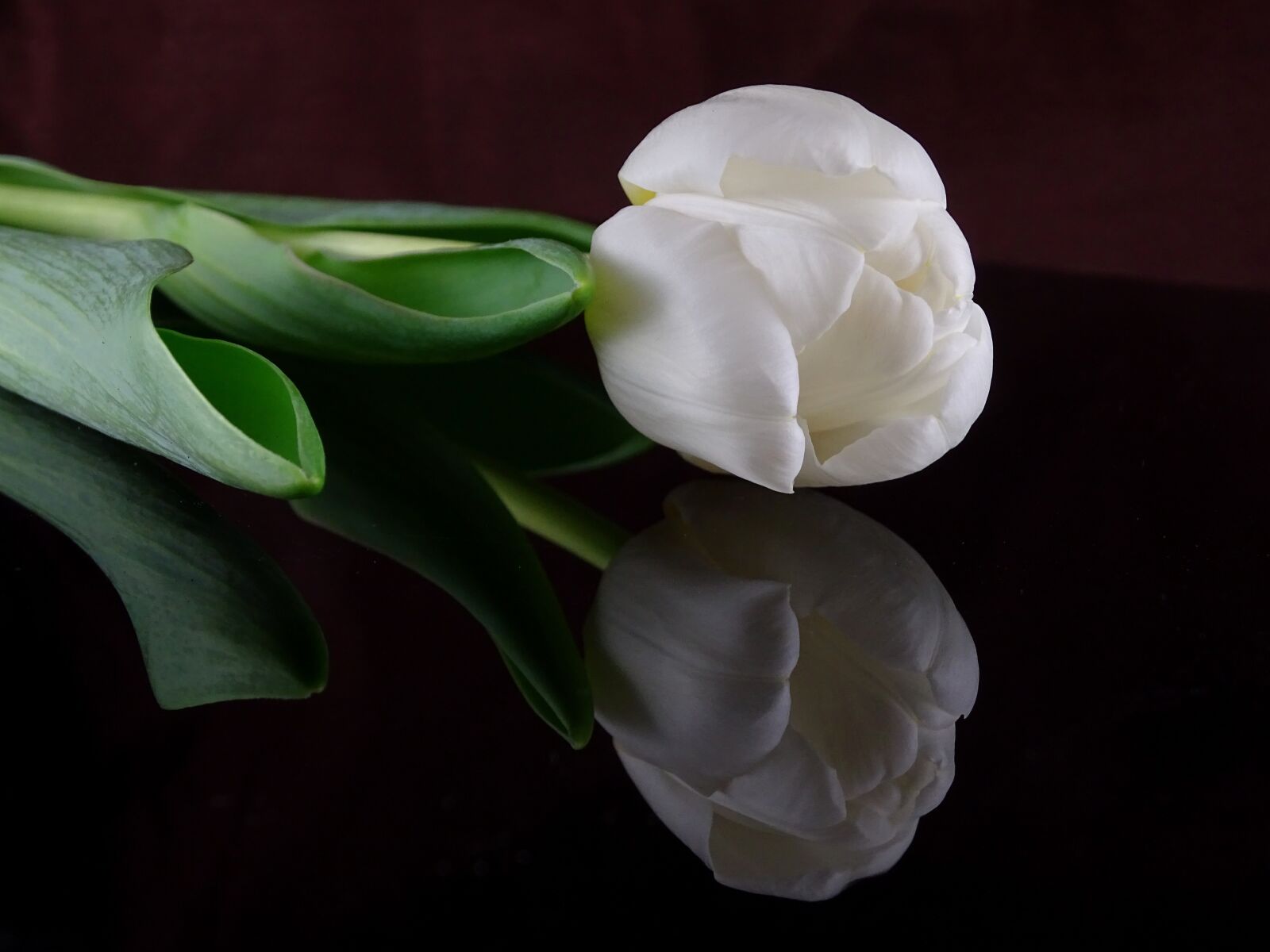 Sony Cyber-shot DSC-HX400V sample photo. Tulip, white, flower photography
