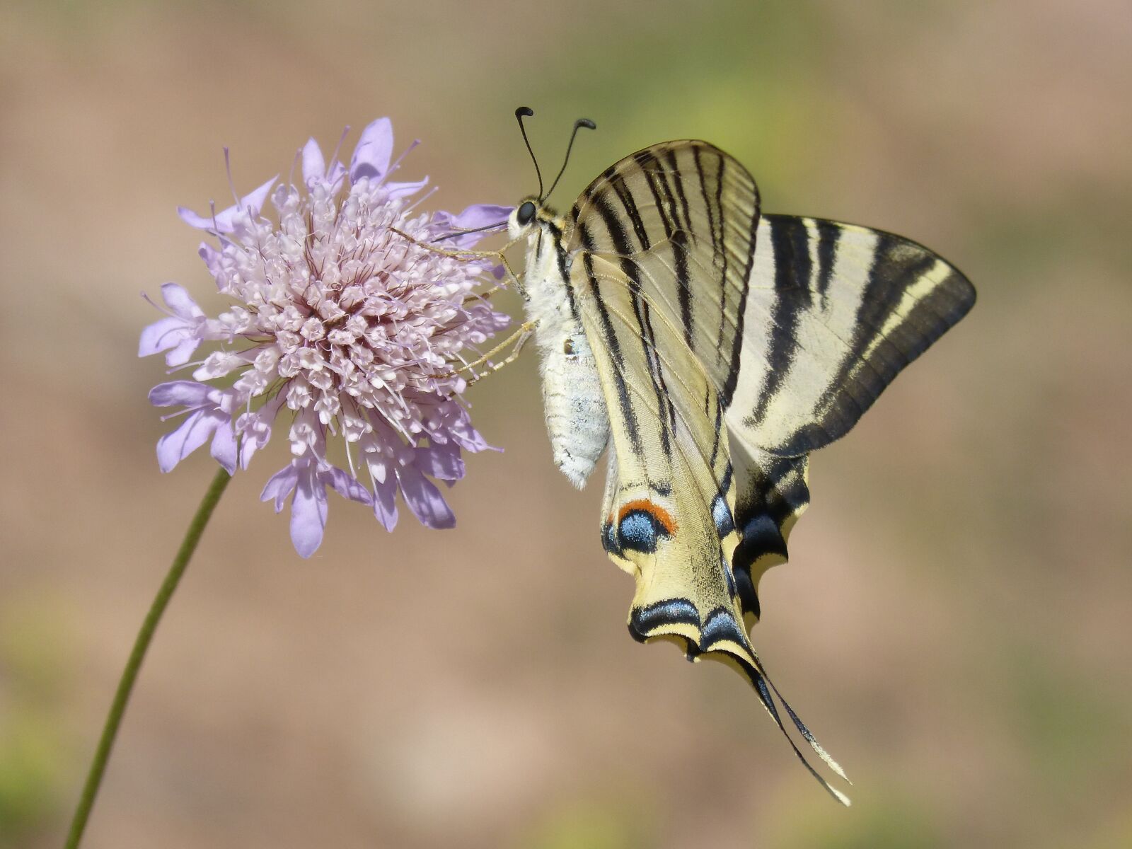 Panasonic DMC-FZ62 sample photo. Papilio machaon, butterfly, machaon photography