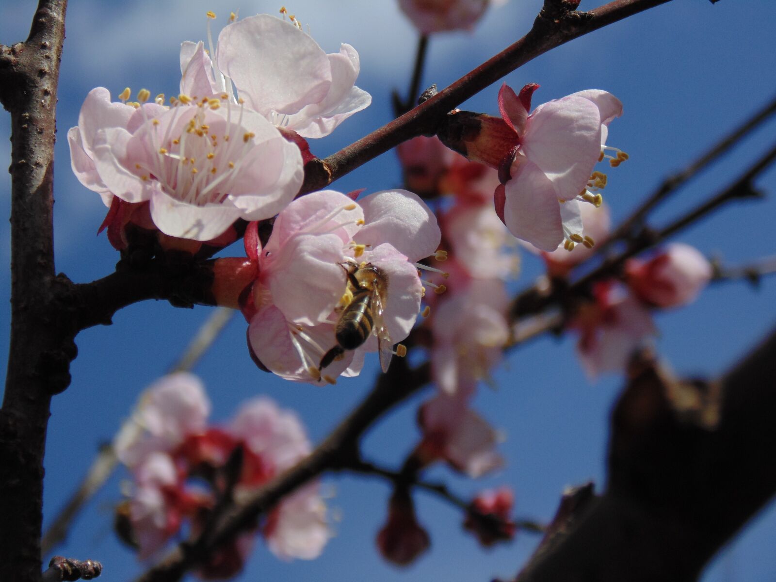 Sony Cyber-shot DSC-H200 sample photo. Flowers, spring, branches photography