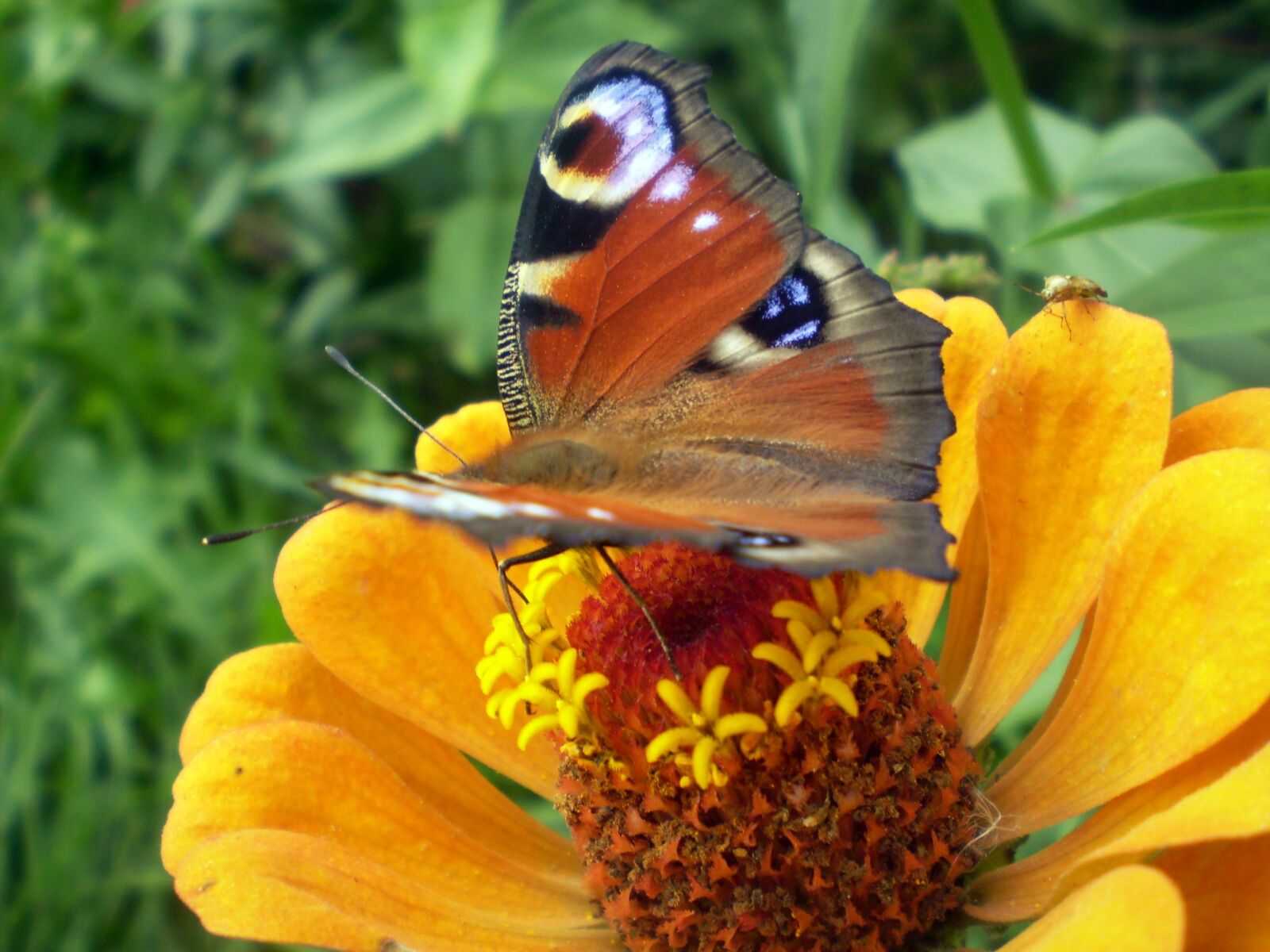 Olympus FE170,X760 sample photo. Nature, flower, summer photography