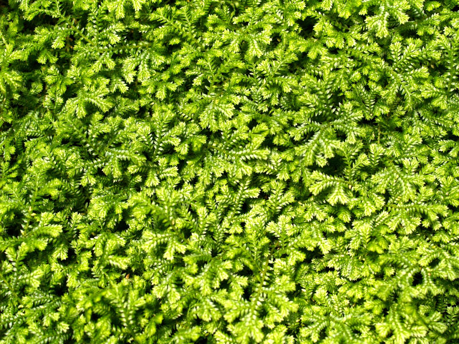 Olympus E-300 (EVOLT E-300) sample photo. Background, bright, close photography