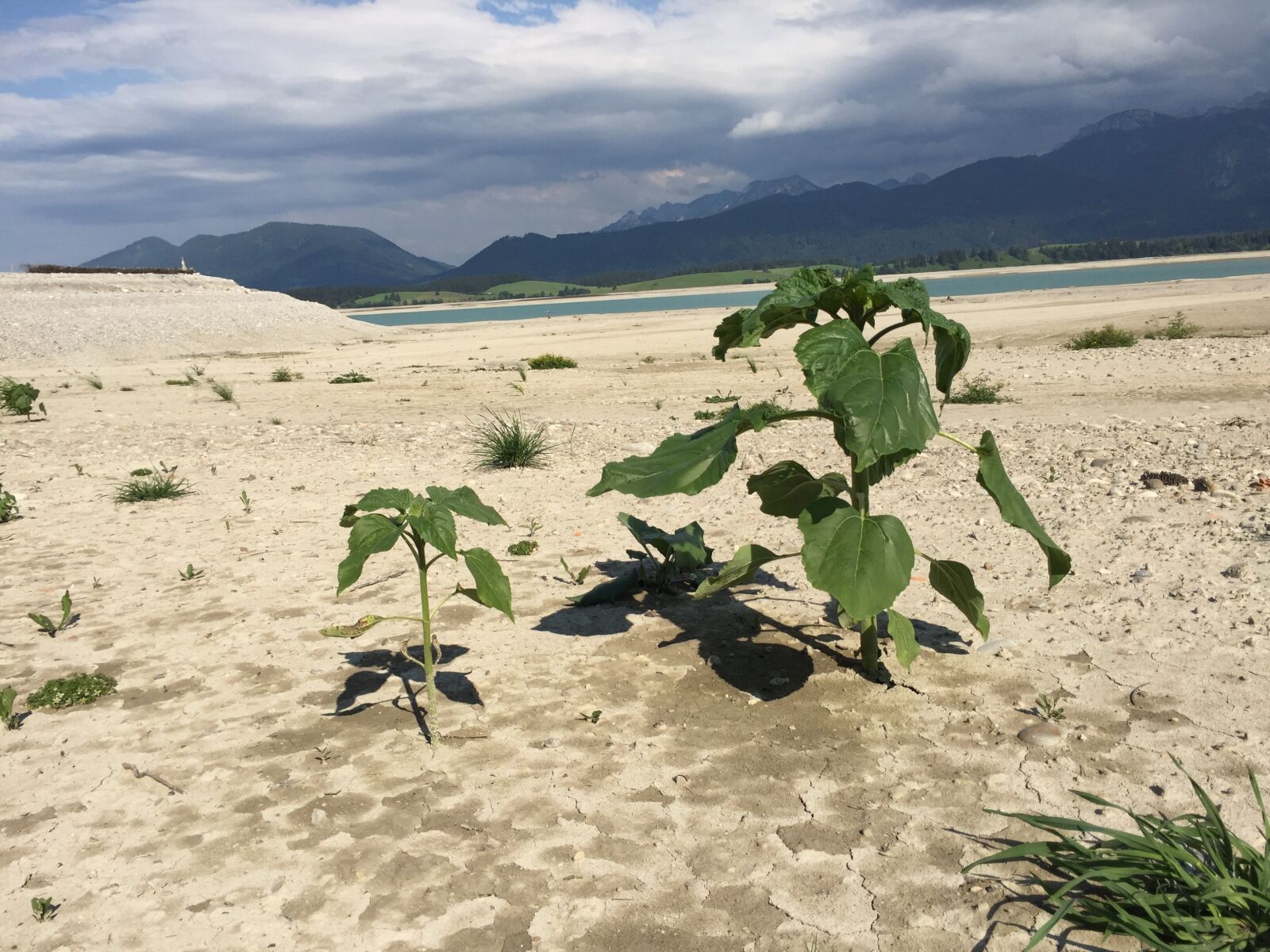iPhone 6 back camera 4.15mm f/2.2 sample photo. Lake forggensee, allg u photography