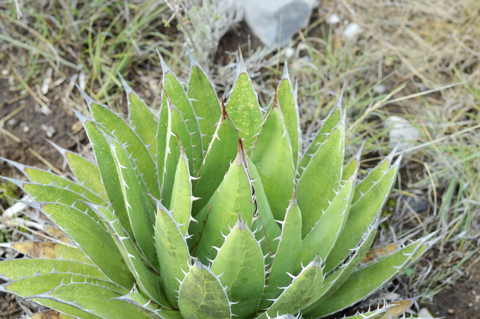 Nikon D3200 sample photo. Succulent, green, plant photography