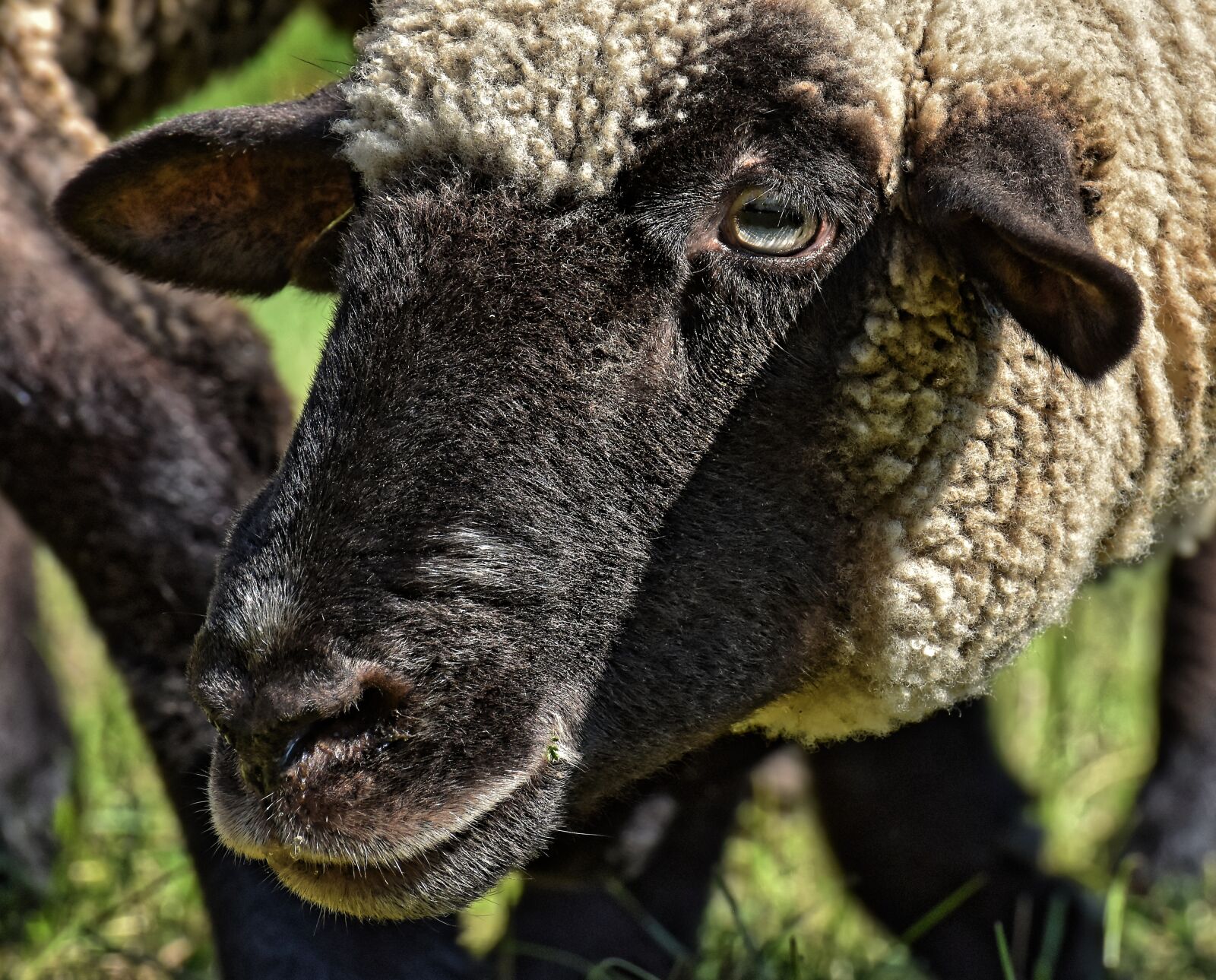 Nikon D7200 sample photo. Sheep, face, head photography