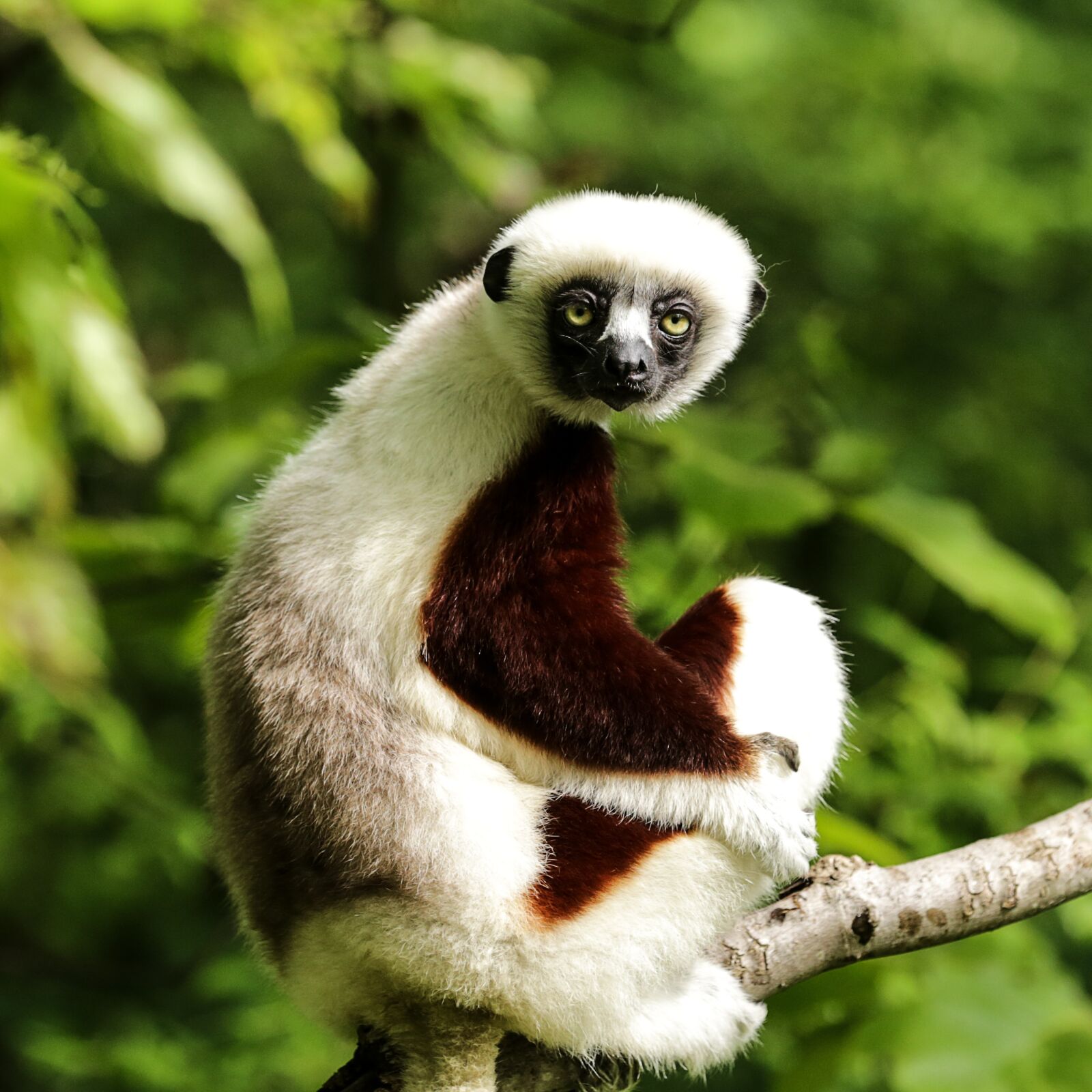 Canon EOS 6D sample photo. Coquerel's sifaka, propithecus coquereli photography