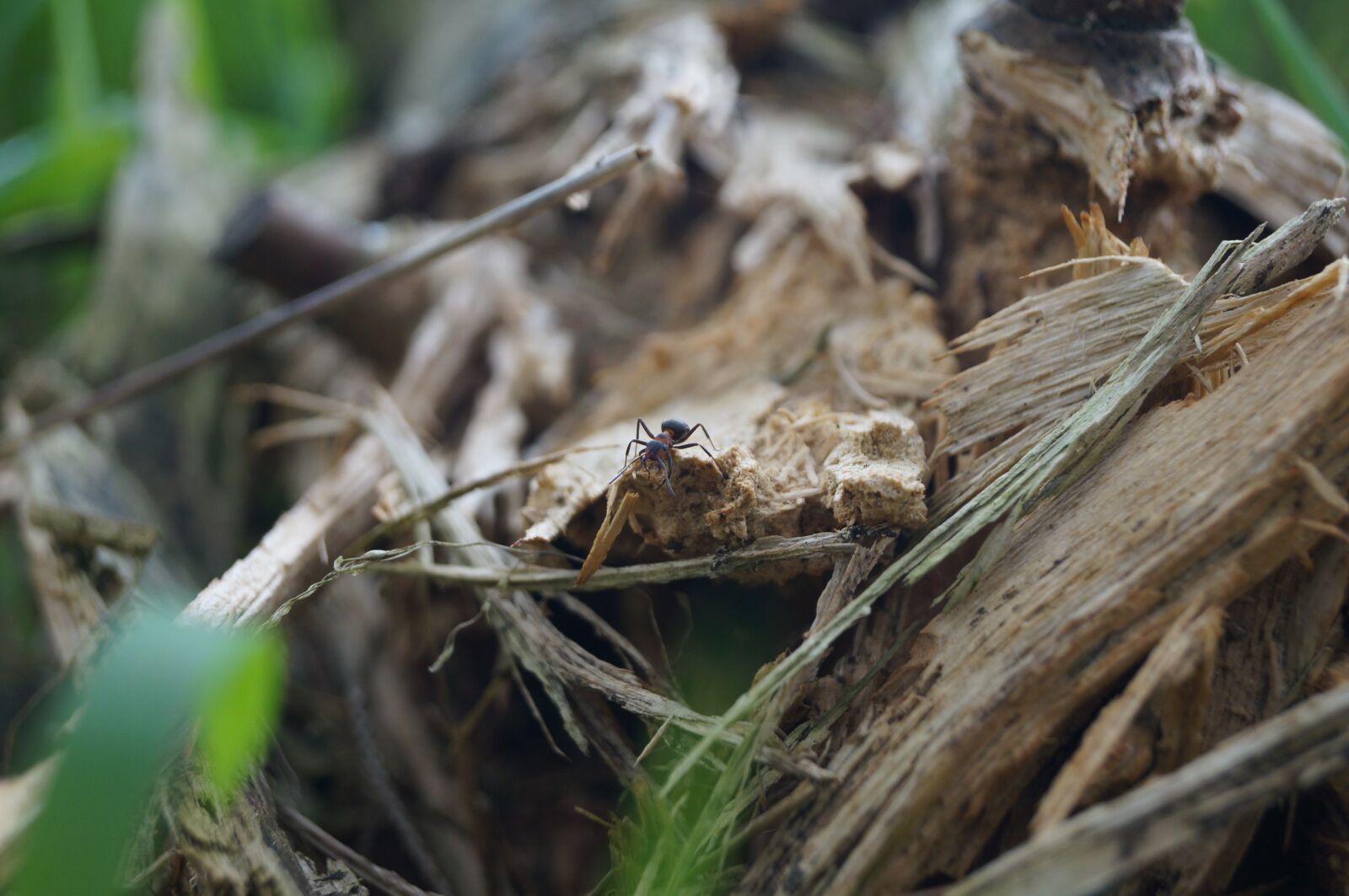 Sony SLT-A57 sample photo. Ant, natural, insect photography