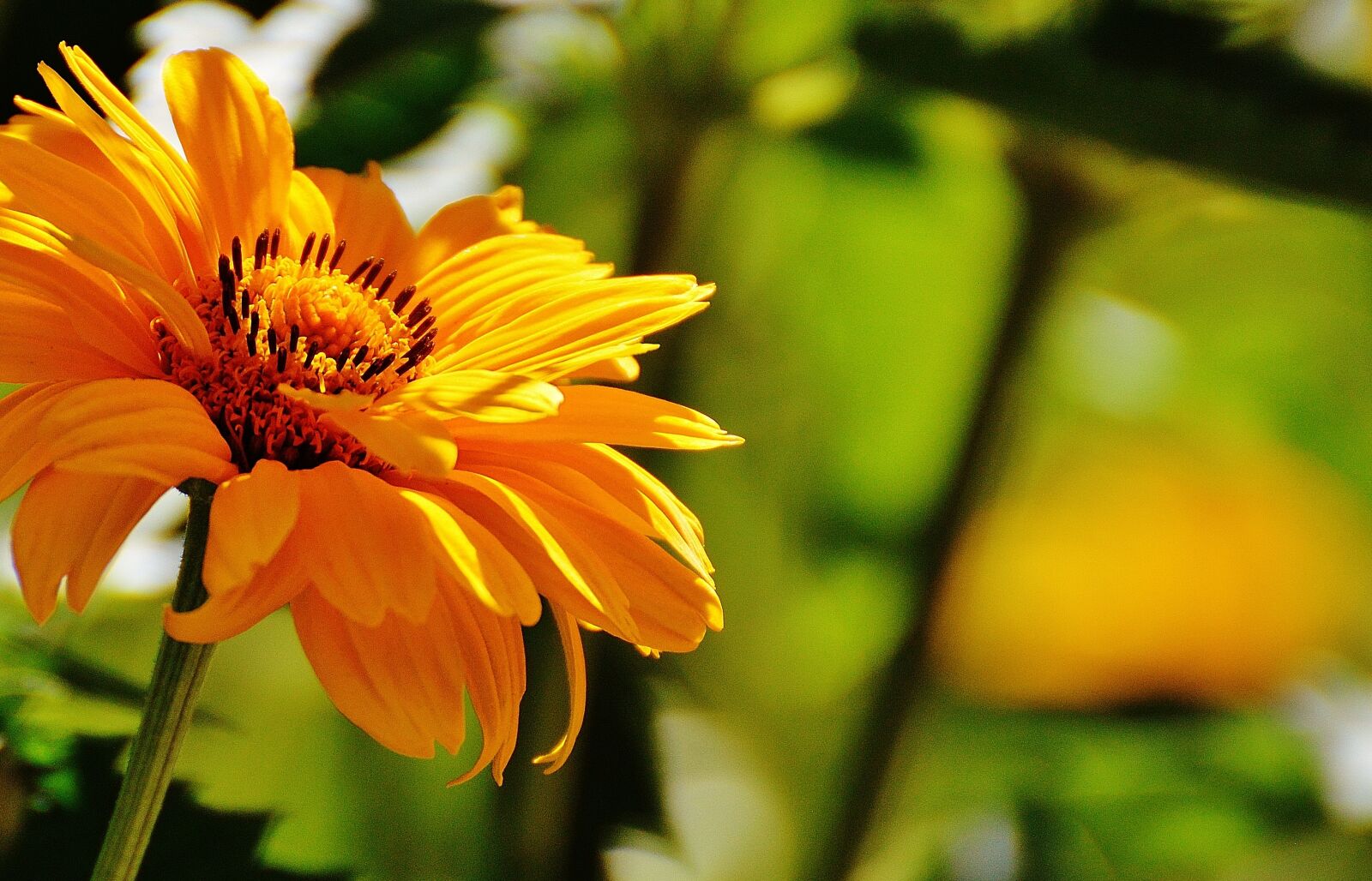 Nikon D3200 sample photo. Flower, yellow, blossom photography