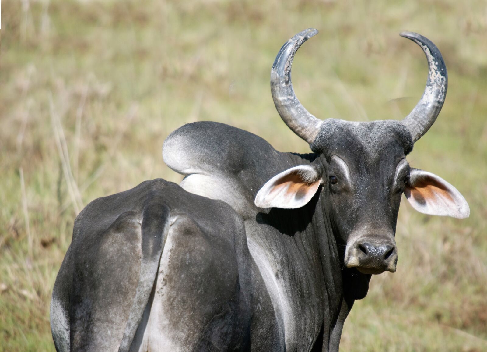 Nikon D70s sample photo. Zebu, animal, ruminants photography