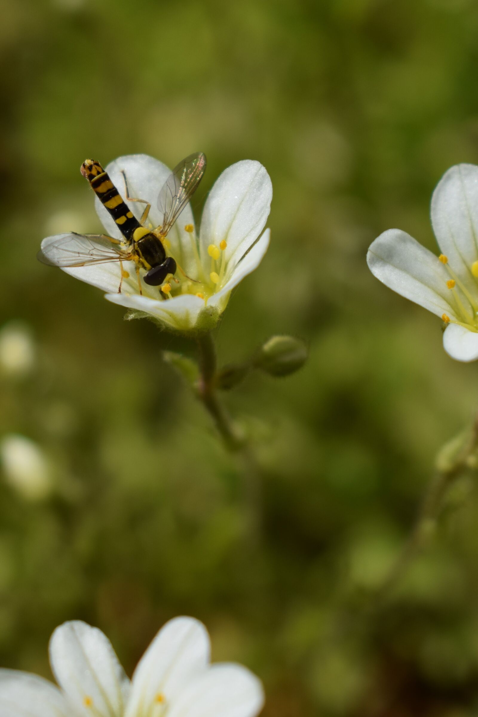 Nikon D3300 sample photo. Hoverfly, flower, white photography