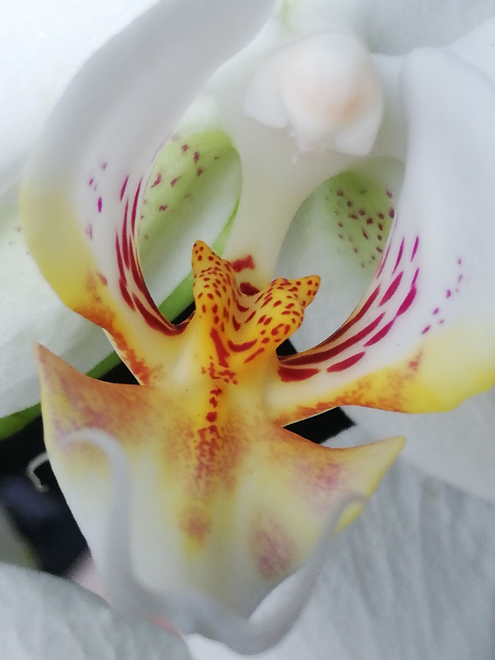 HUAWEI P20 lite sample photo. Orchid, flower, white photography