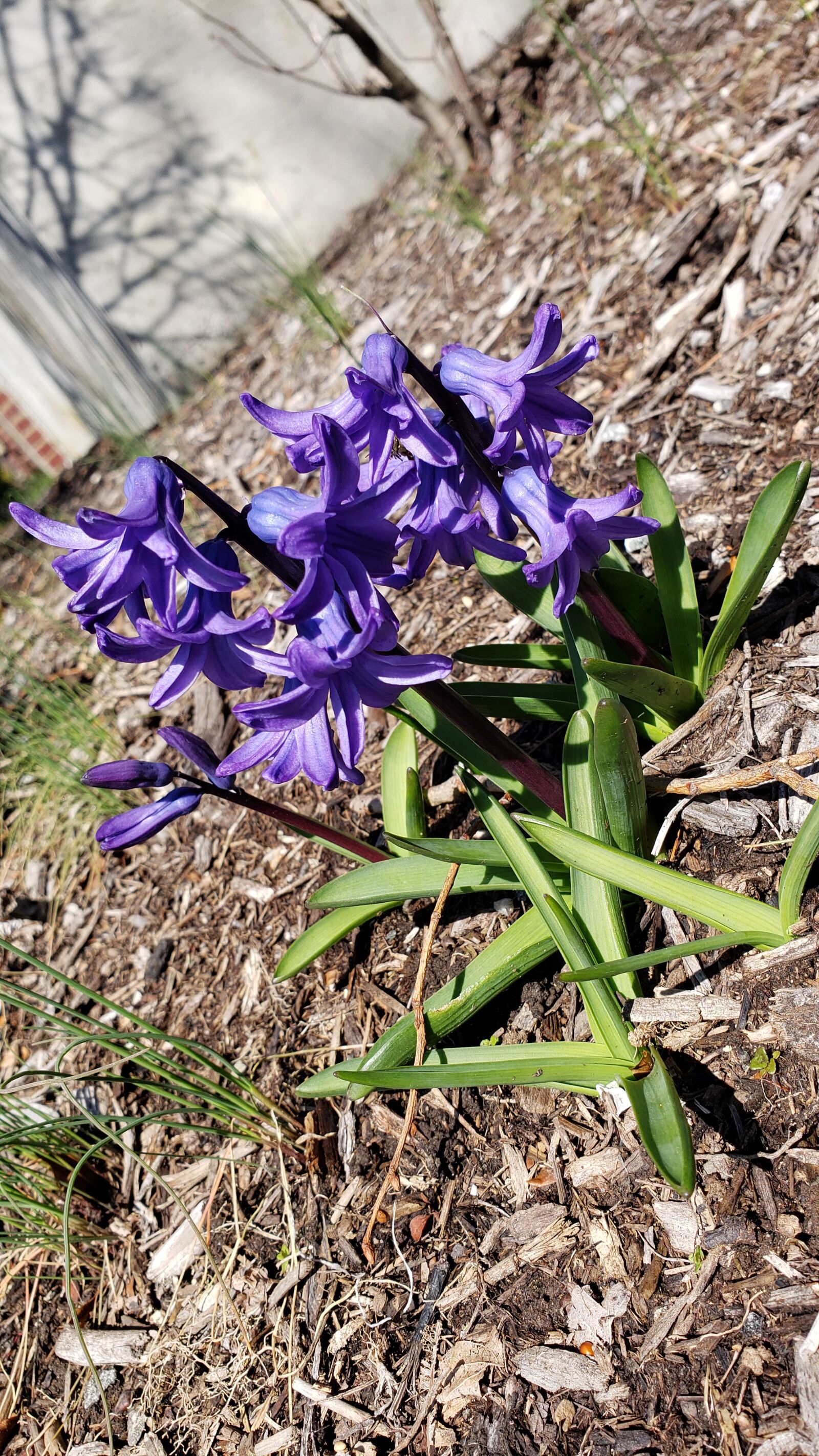 Samsung Galaxy Note9 sample photo. Purple, flower, spring photography