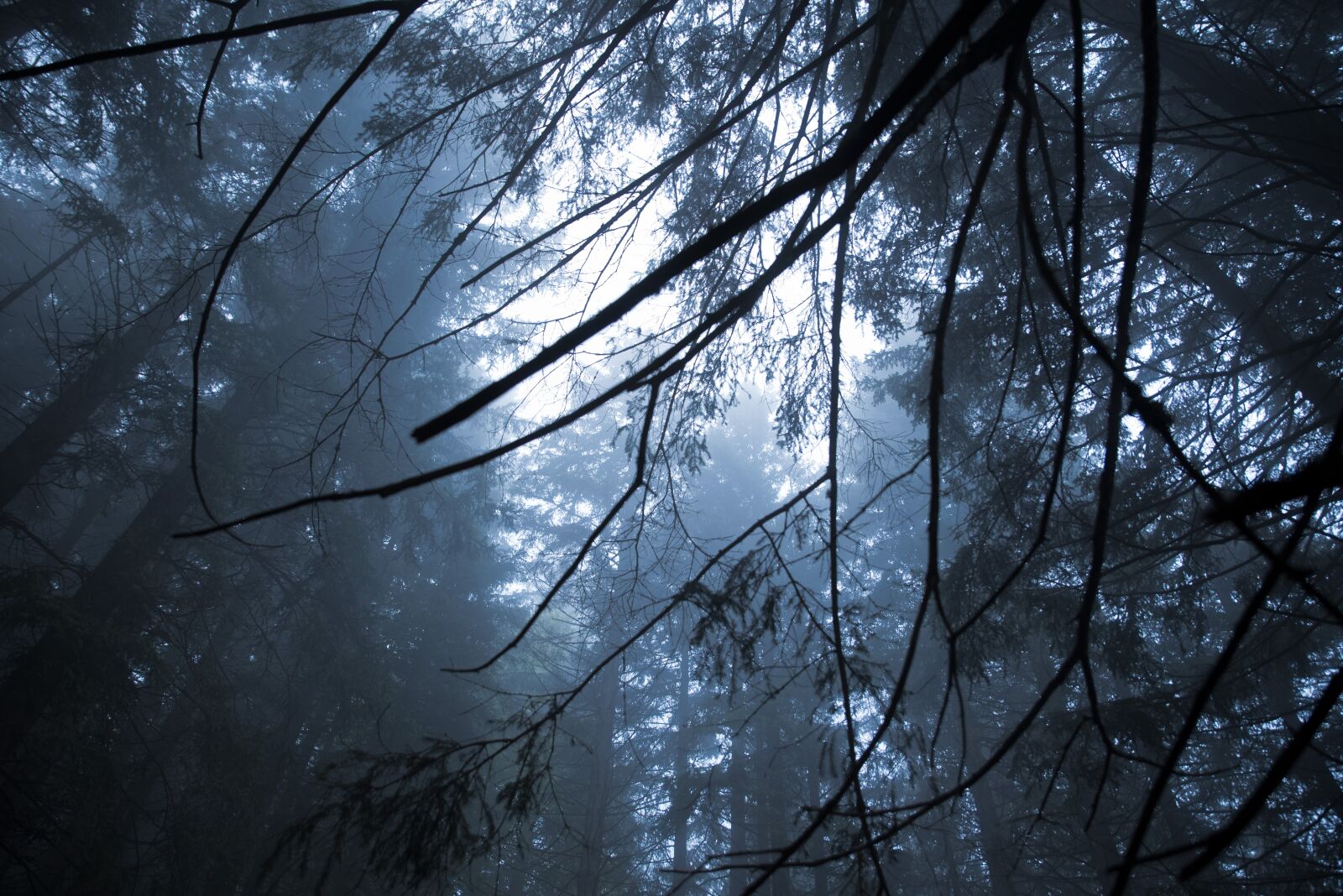 Nikon D750 sample photo. Forrest, cold, trees photography
