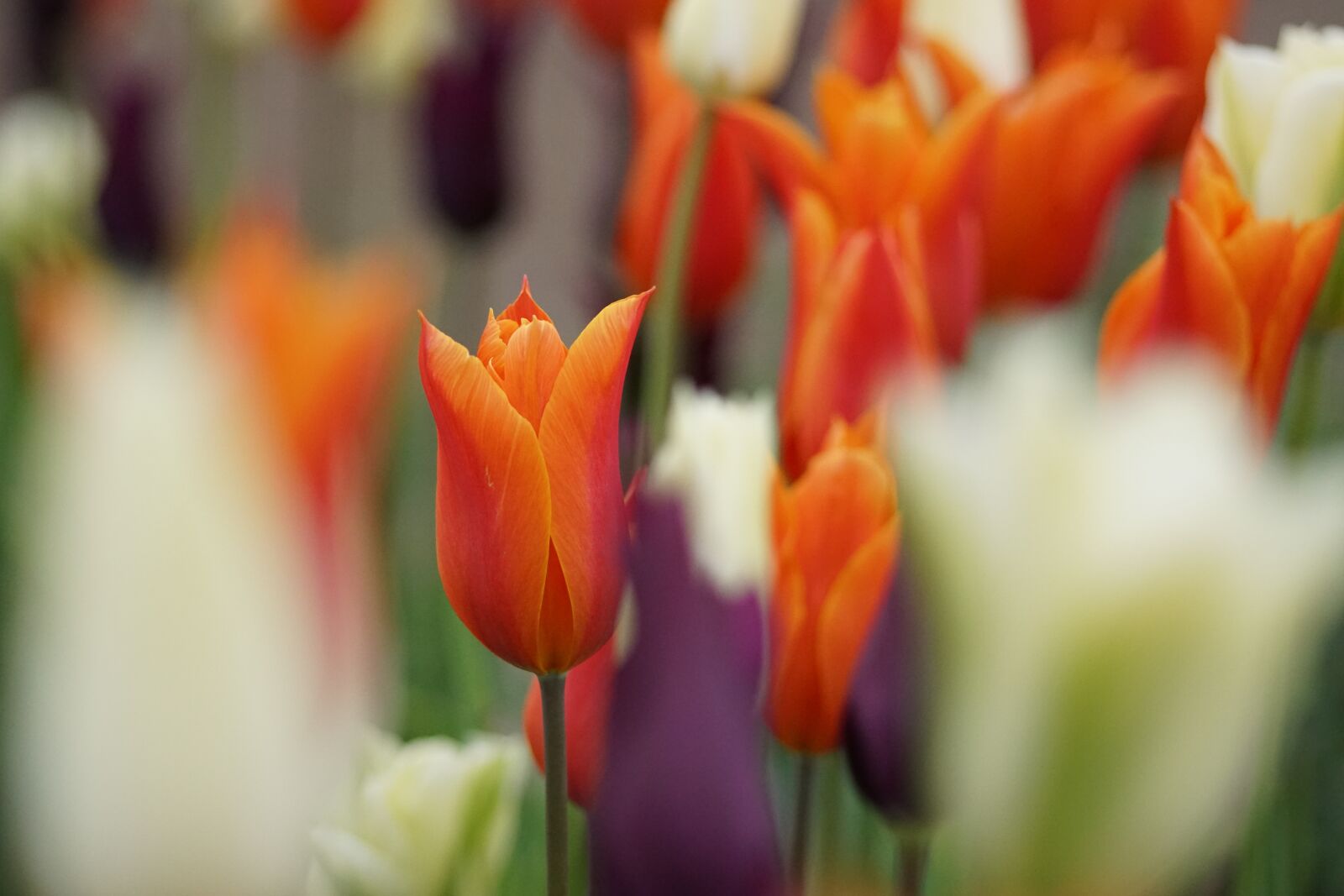 Sony SLT-A68 sample photo. Tulip, flower, cut flowers photography