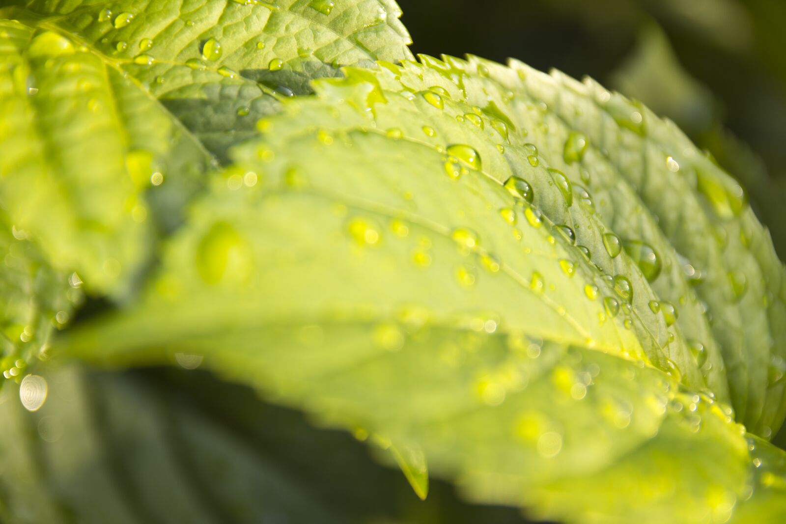 Canon EOS 60D sample photo. Green, dew, leaf photography