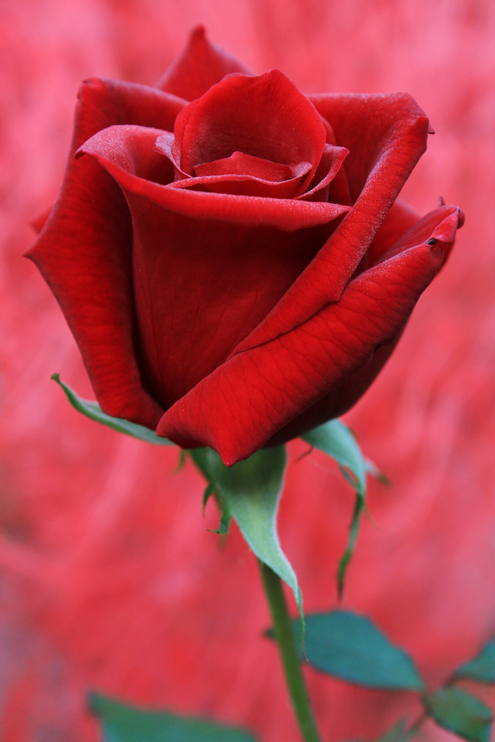 Canon EOS 2000D (EOS Rebel T7 / EOS Kiss X90 / EOS 1500D) sample photo. Red rose, rose, feeling photography