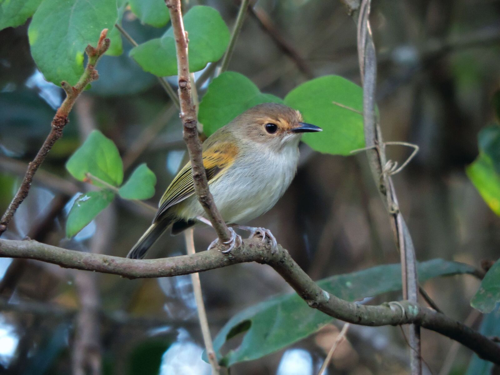 Nikon Coolpix P520 sample photo. Ferreirinho cover brown, bird photography
