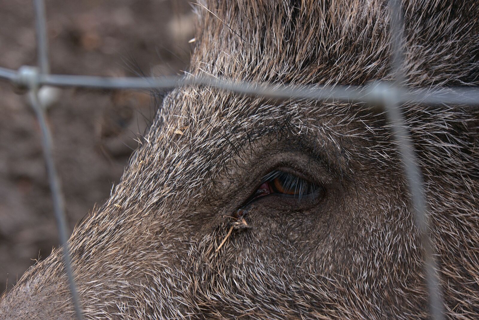 Panasonic Lumix DMC-G6 sample photo. Wild boar, schwarzkittel, berserk photography
