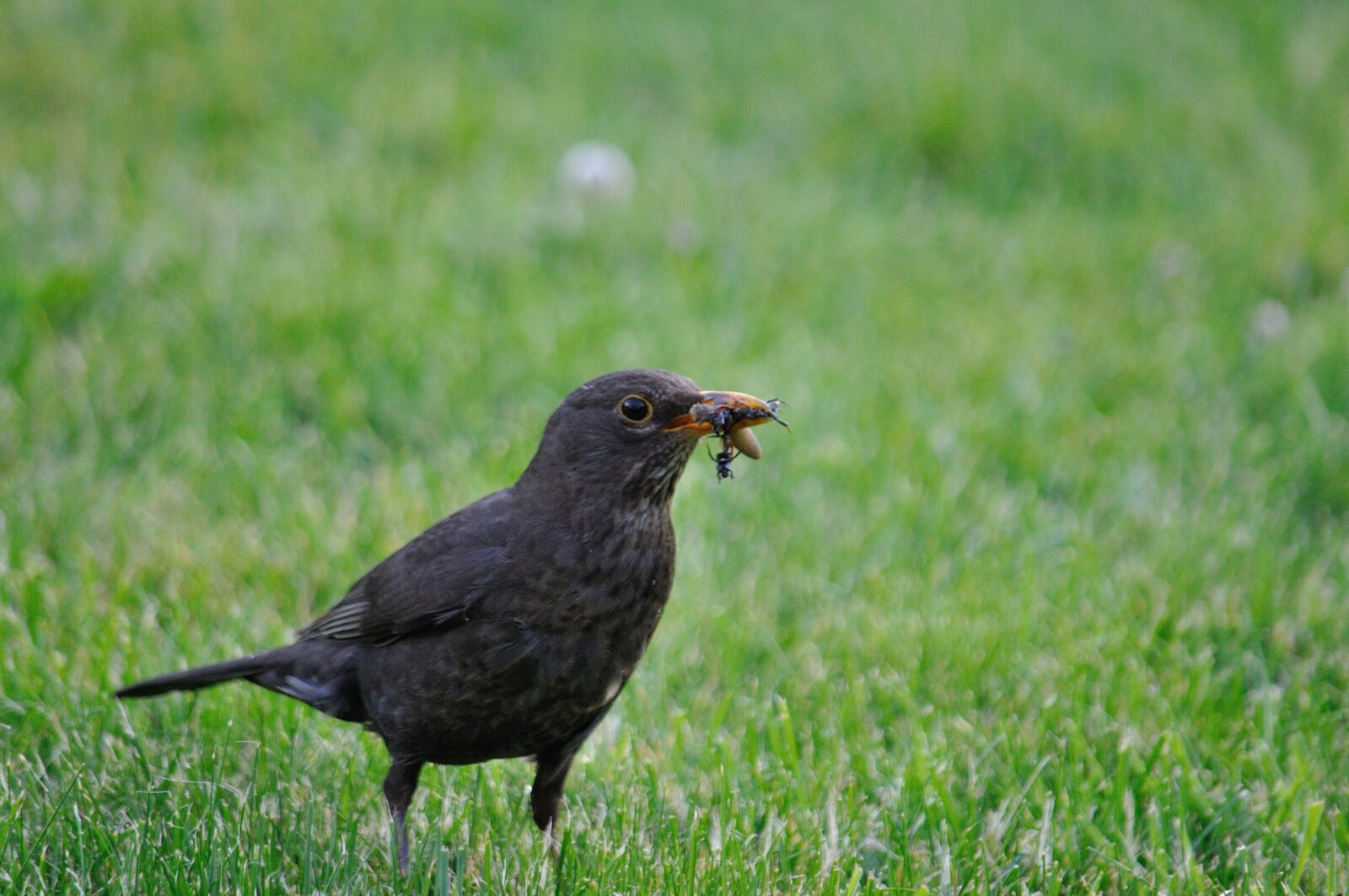 Nikon D90 sample photo. Bird, nature, animal photography