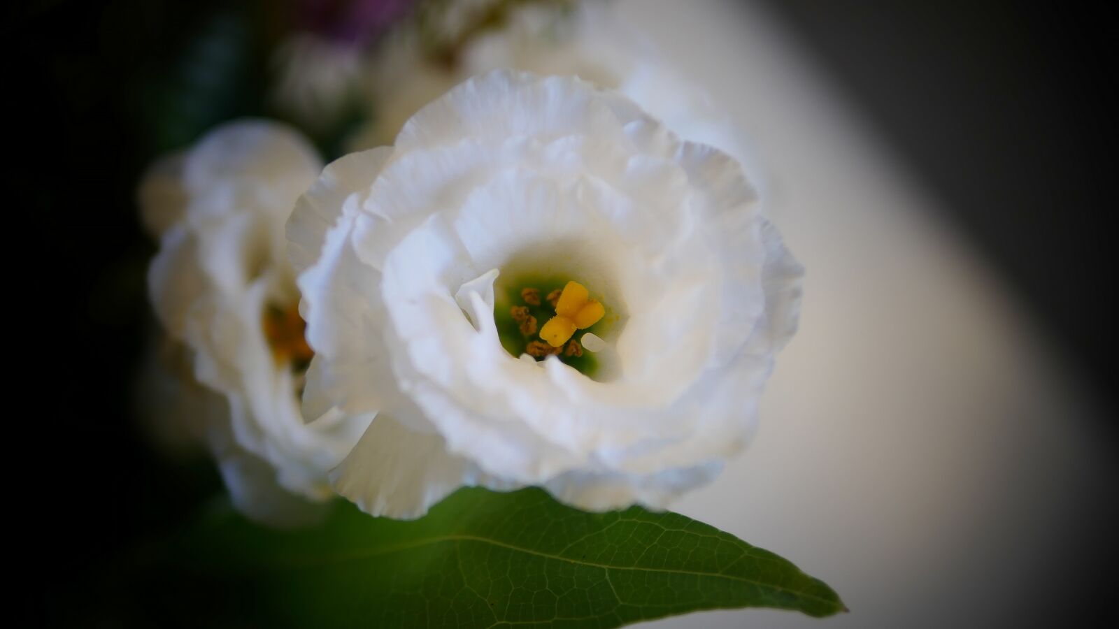 Panasonic Lumix DMC-GH4 sample photo. Flower, rose, petal photography