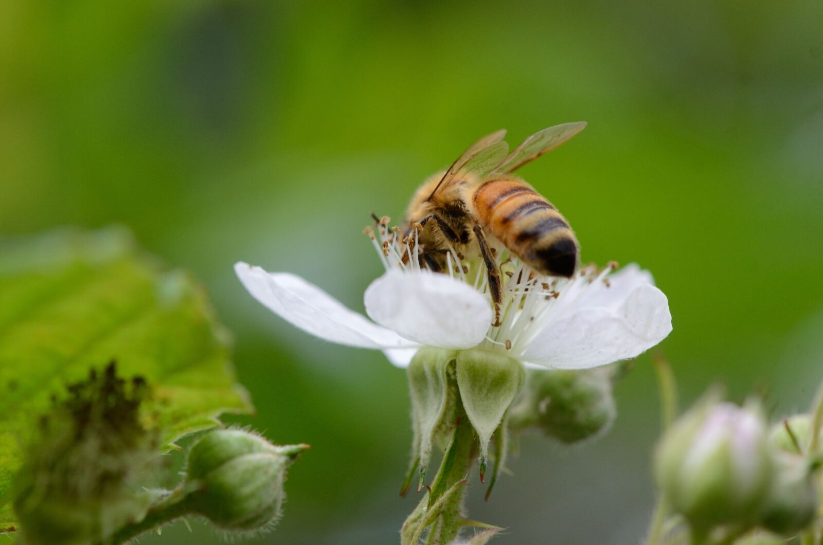 Nikon D7000 sample photo. Bee, flower, macro photography