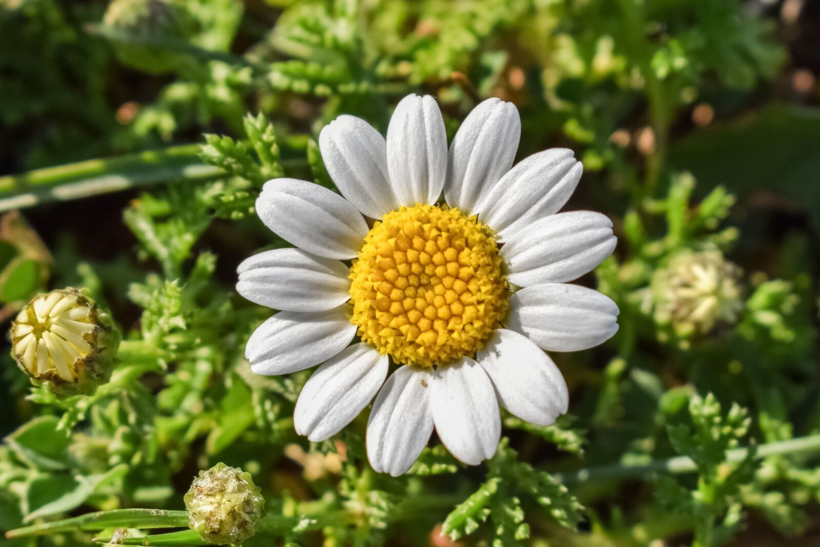 Nikon D3300 sample photo. Camomile, flower, nature photography
