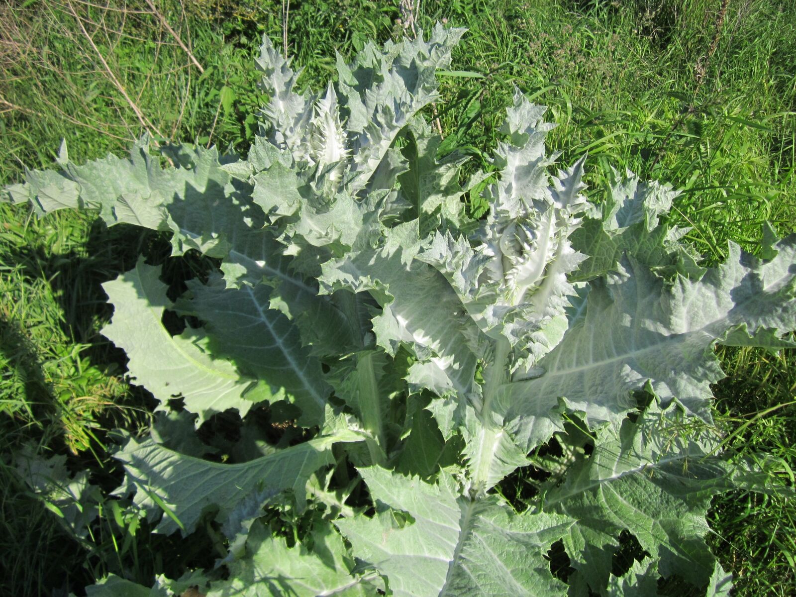 Canon PowerShot A1200 sample photo. Onopordum acanthium, scotch thistle photography