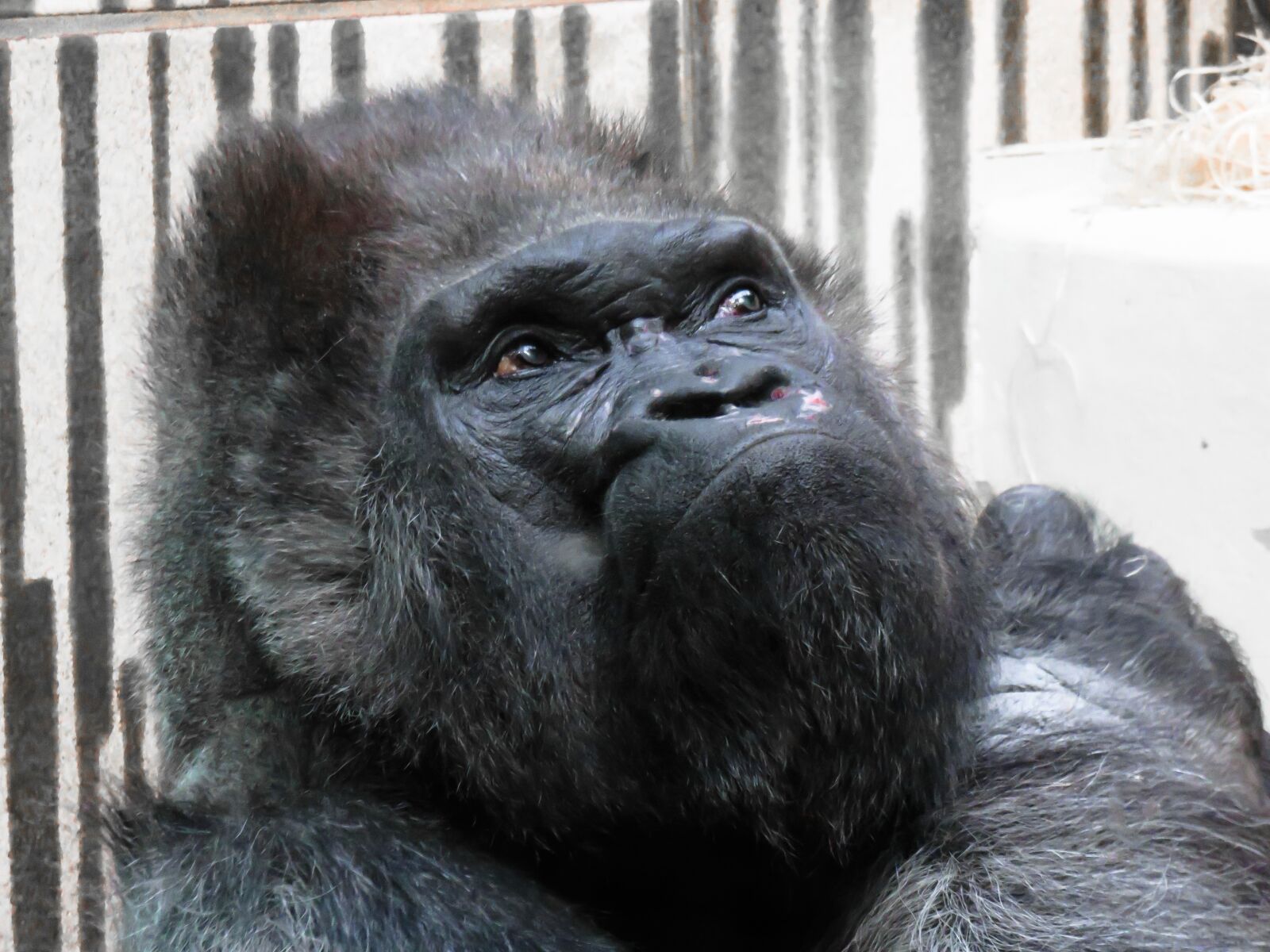 Canon PowerShot SX710 HS sample photo. Animal, monkey, gorilla photography
