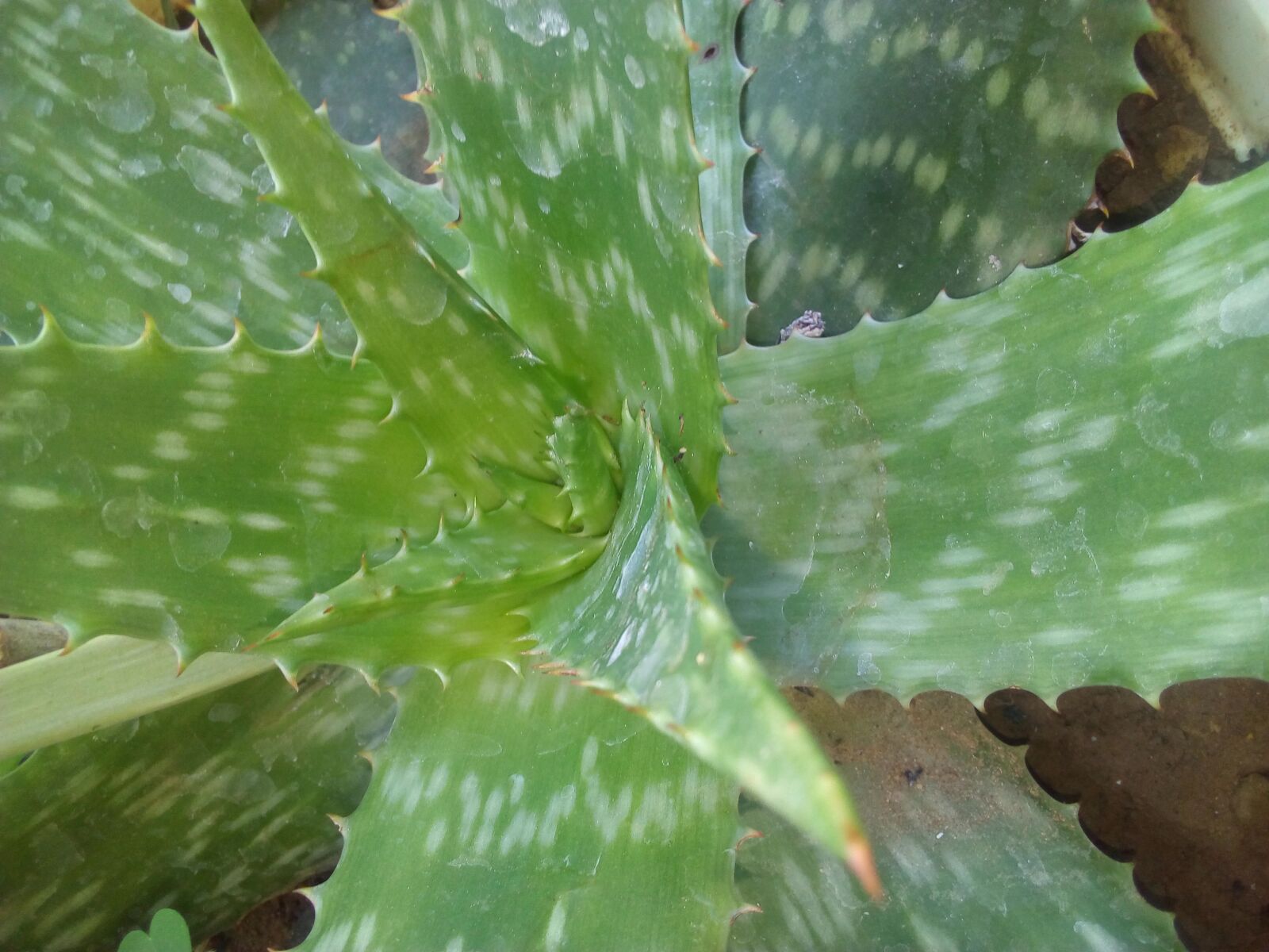 HUAWEI Y3III sample photo. Aloe vera, green aloe photography
