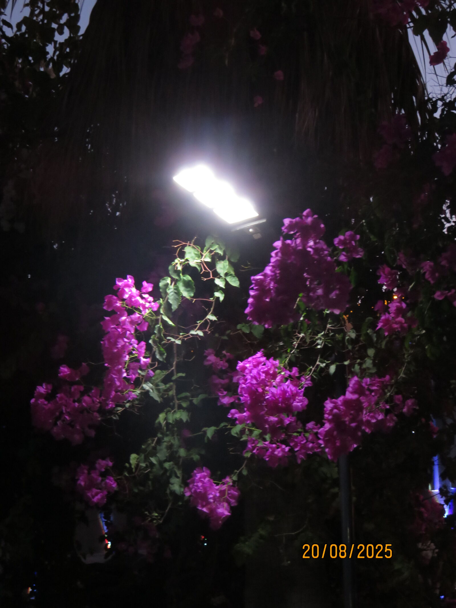 Canon PowerShot SX700 HS sample photo. Bougainvillea flowers illuminated by photography