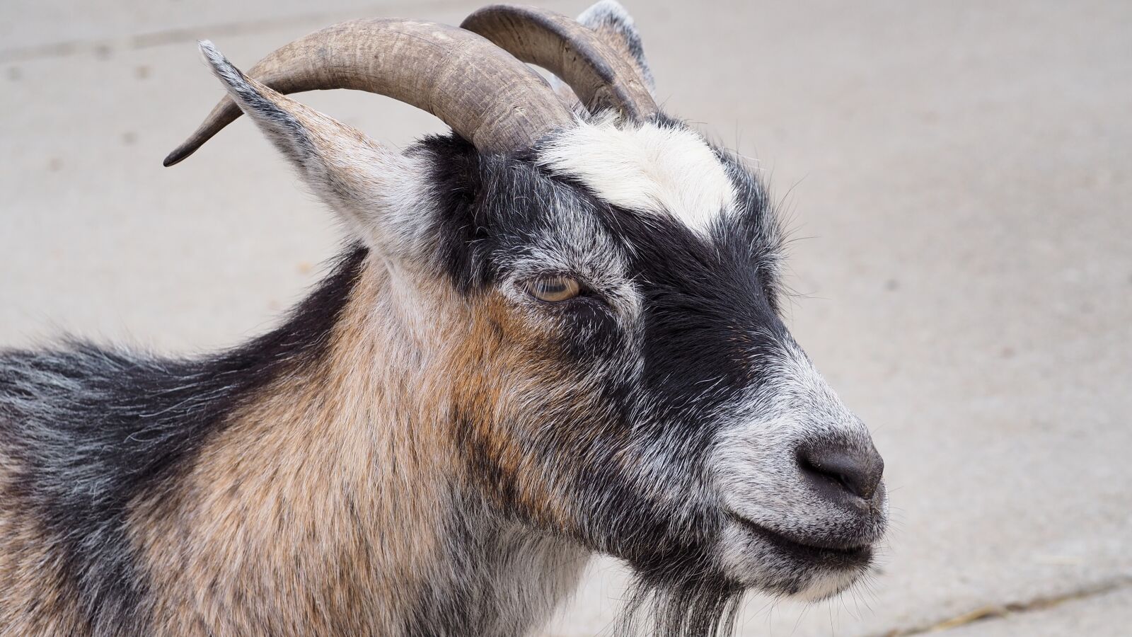 Olympus OM-D E-M10 II sample photo. Goat, farm animal, animal photography