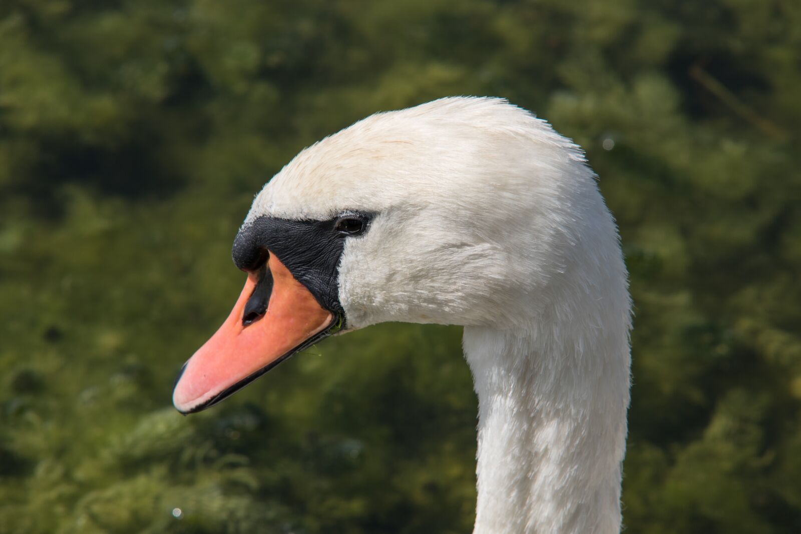 Canon EOS 7D Mark II sample photo. Swan, swan head, portrait photography