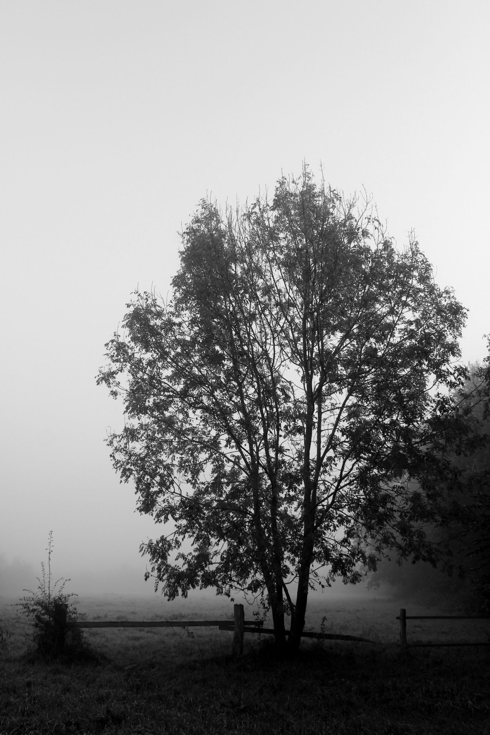 Canon EOS 1300D (EOS Rebel T6 / EOS Kiss X80) sample photo. Tree, fog, black white photography