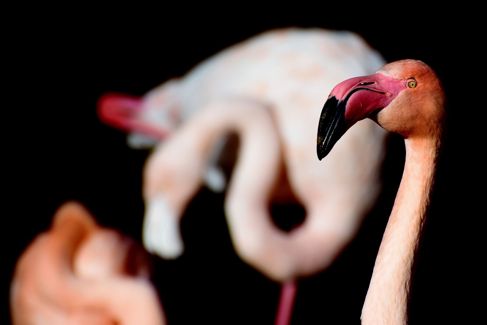 Nikon D7200 sample photo. Flamingo, pink flamingo, bird photography