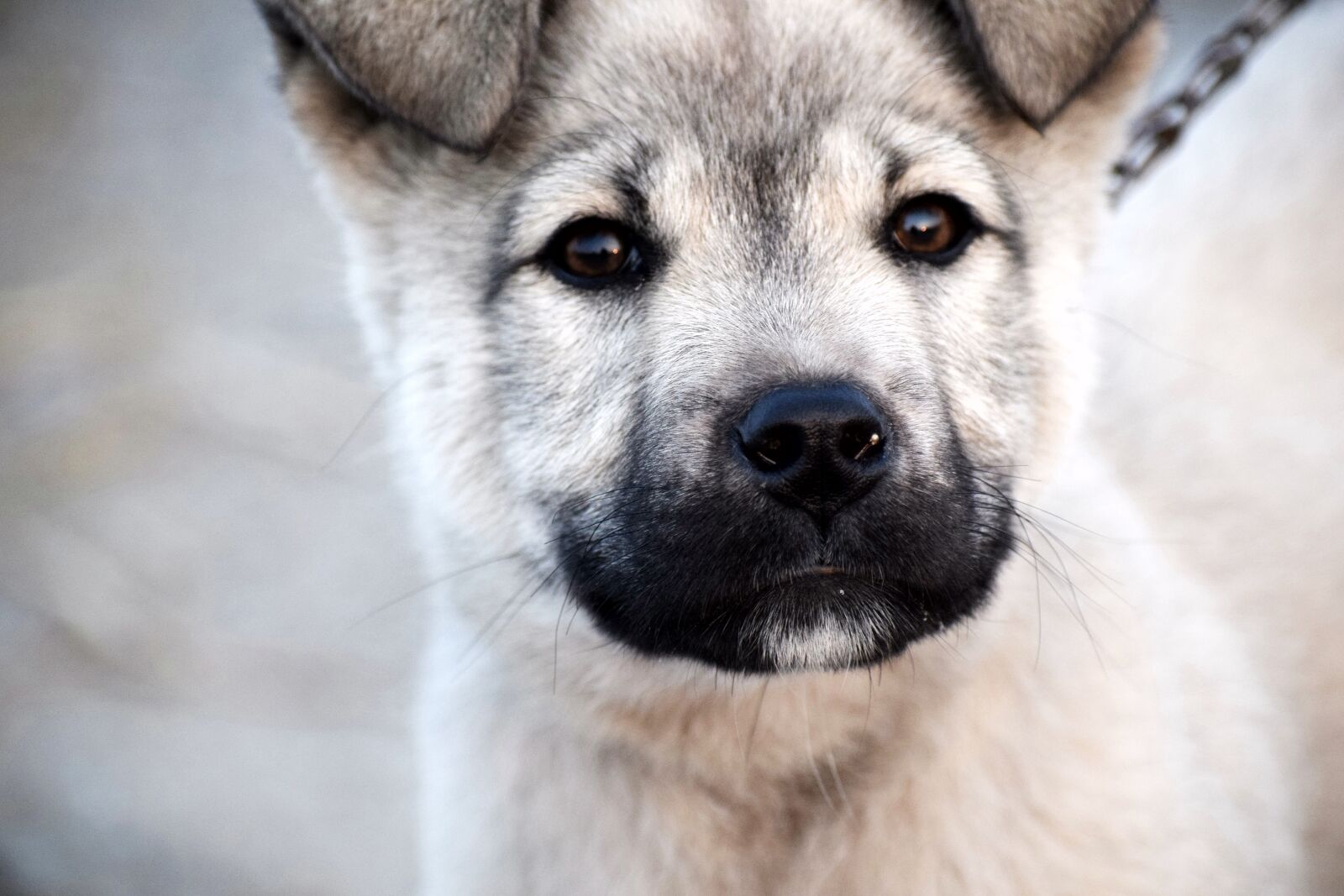 Nikon D3300 sample photo. Puppy, dog, pet photography
