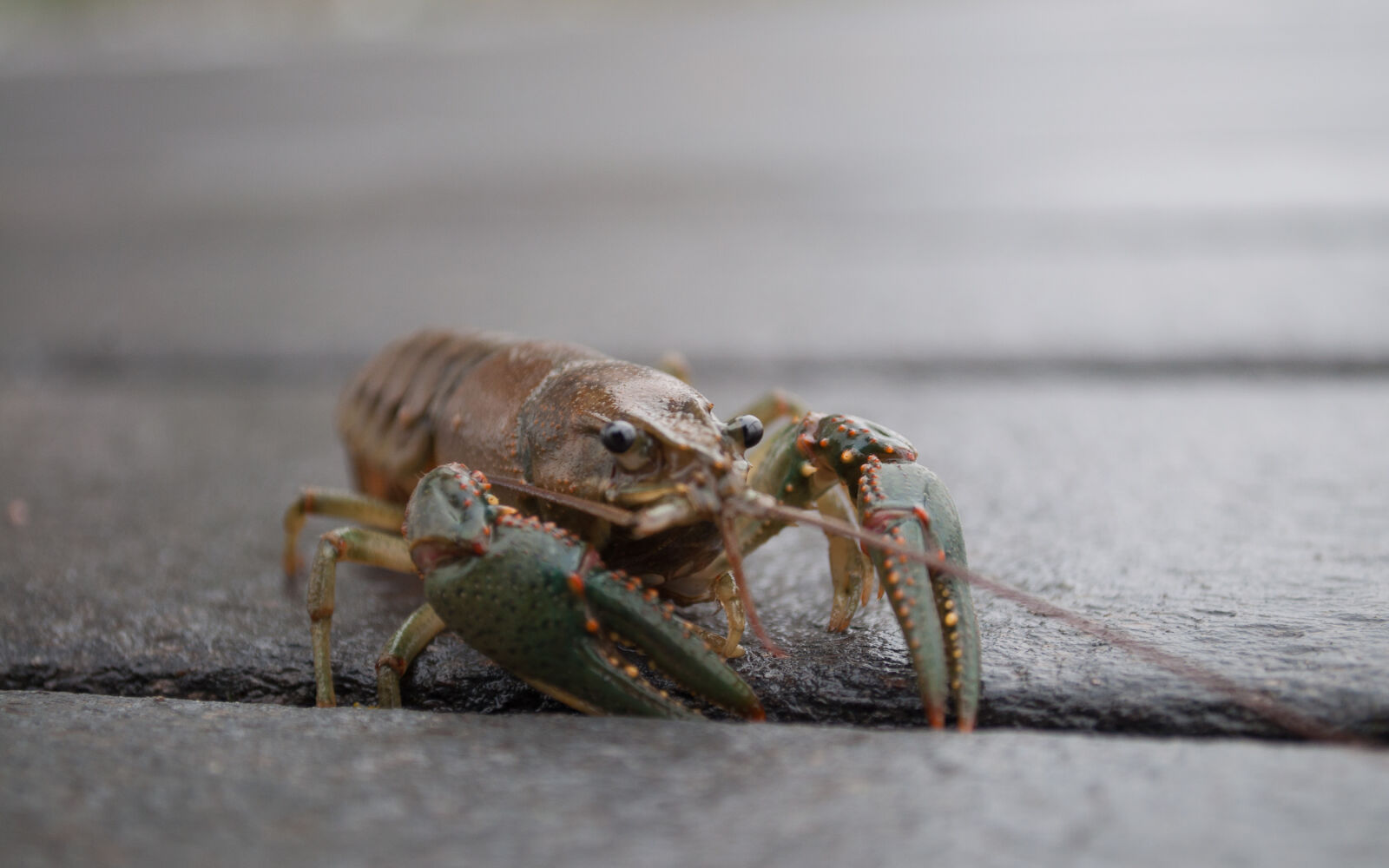 Nikon D5000 sample photo. Bug, crayfish photography