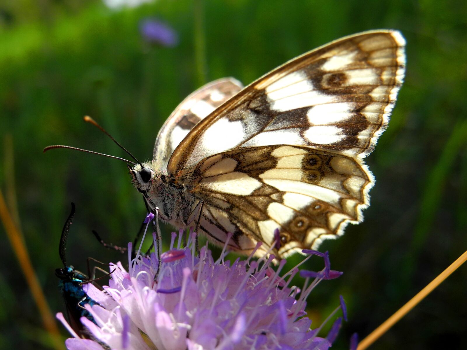 Nikon Coolpix P7000 sample photo. Butterfly, insect, babočkovití photography
