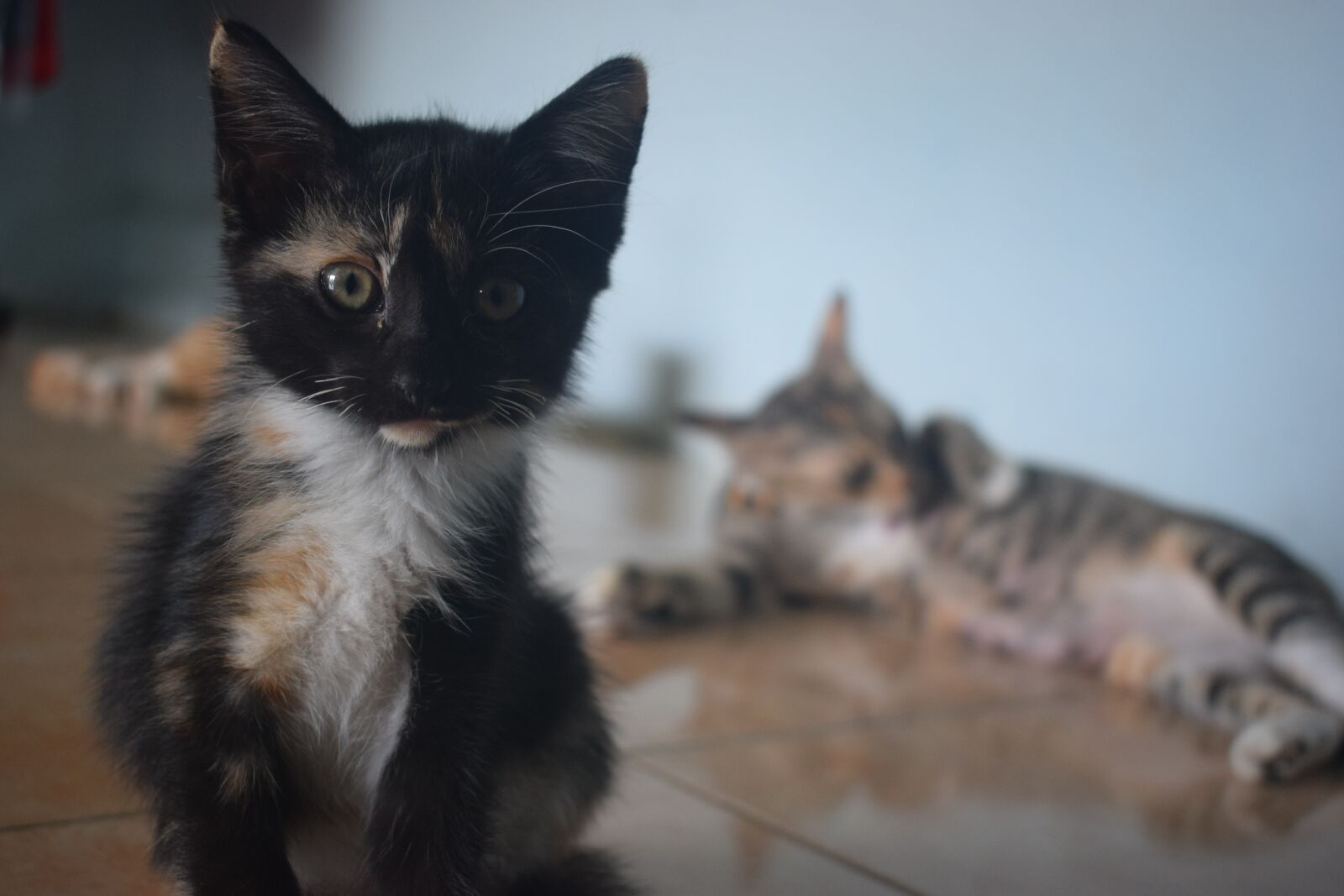 Nikon D3300 sample photo. Cats, pets, animal photography